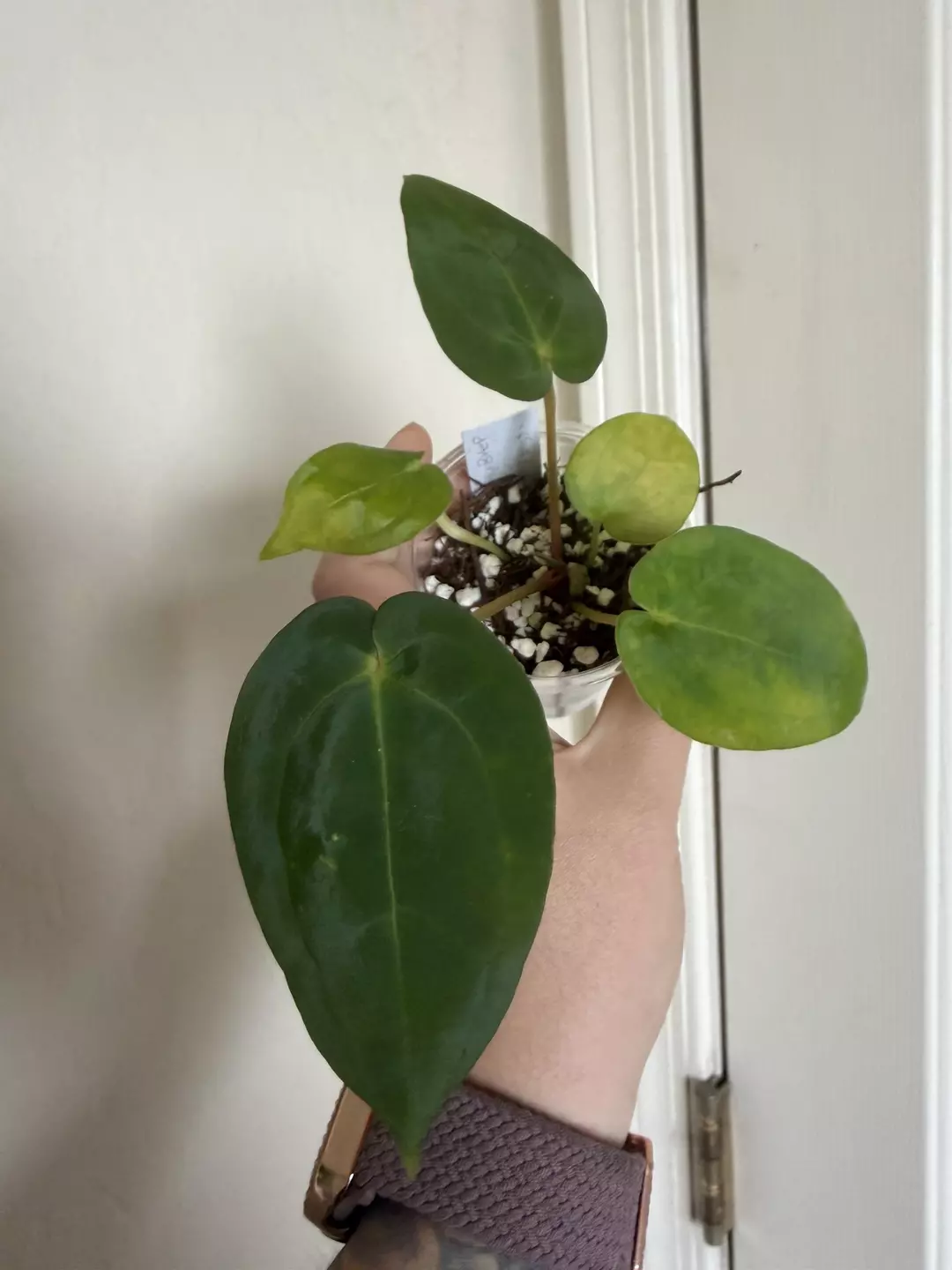 Anthurium (Dress x BVEP) x (Michelle x Zara) #90 thumbnail