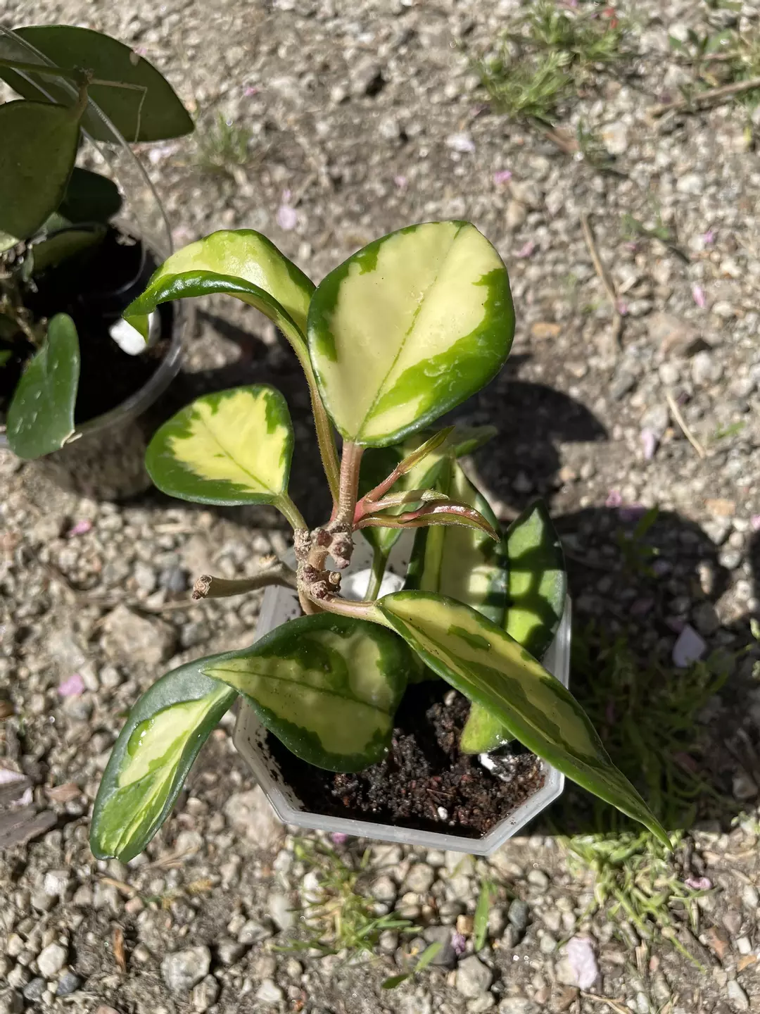 Mixed Hoya Pot thumbnail