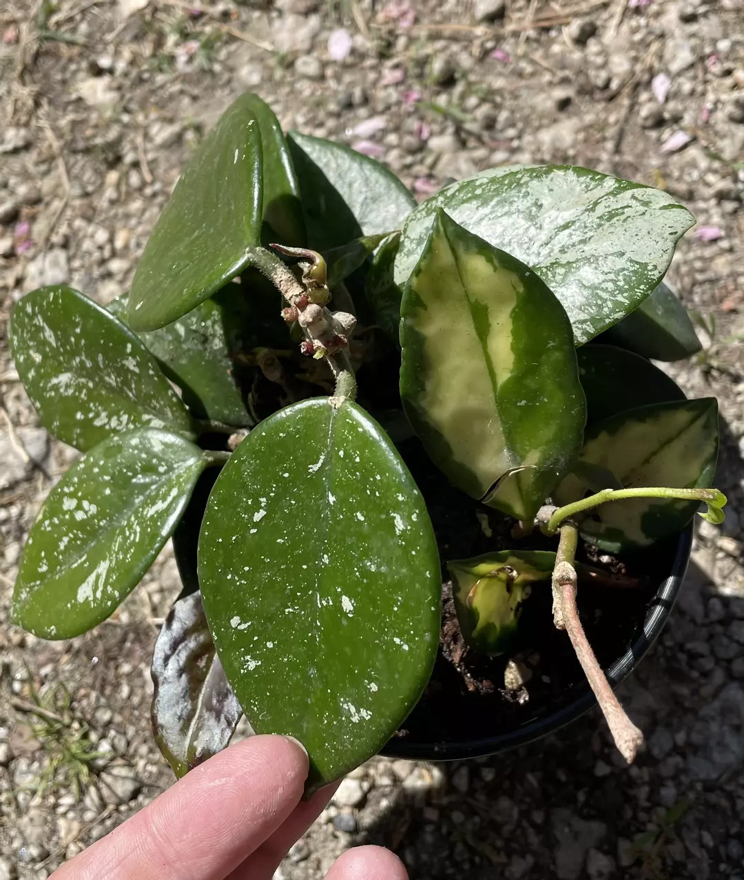 Mixes Hoya Pot > 3 Hoyas thumbnail