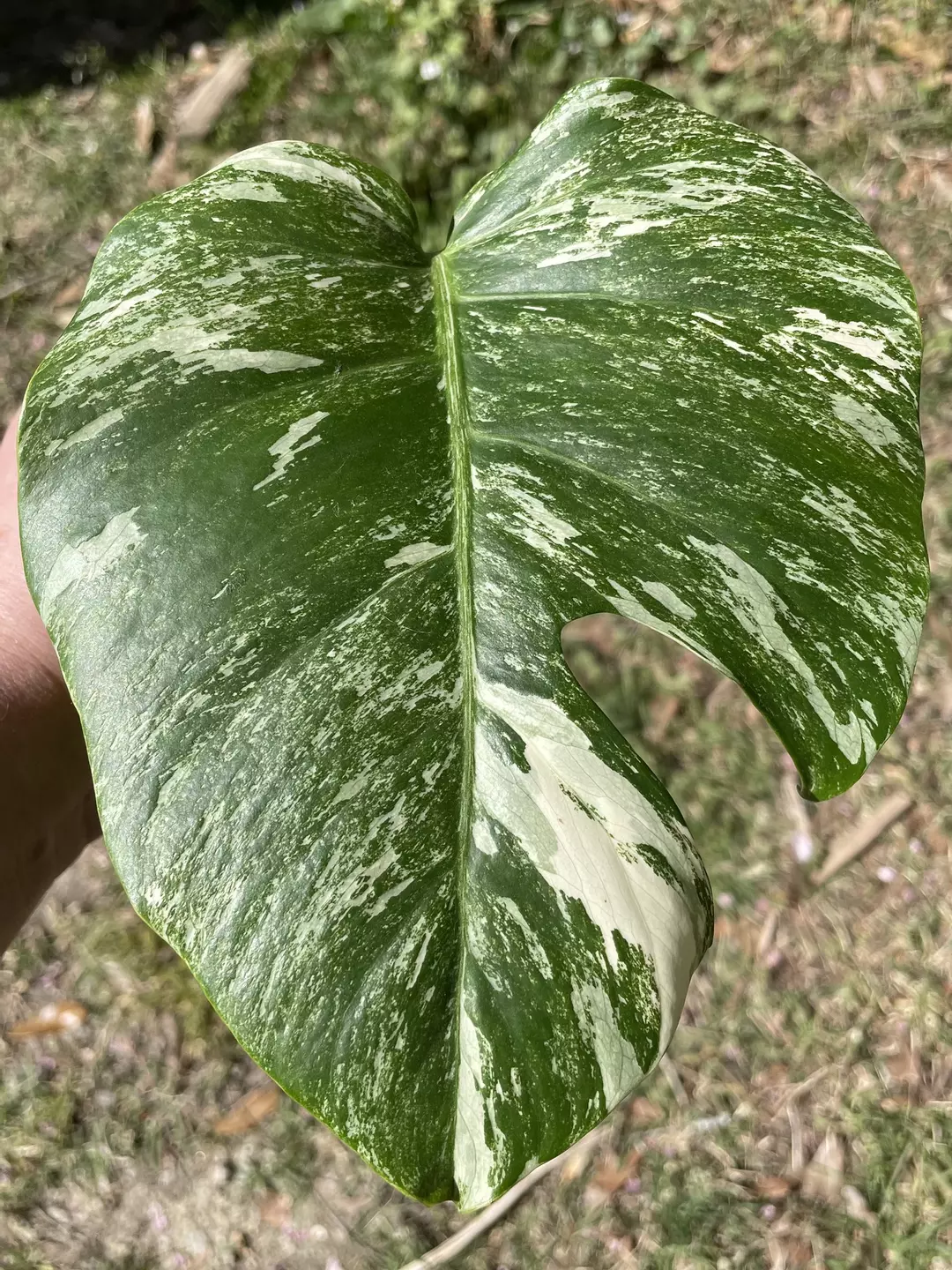 Monstera Albo Borsigiana thumbnail