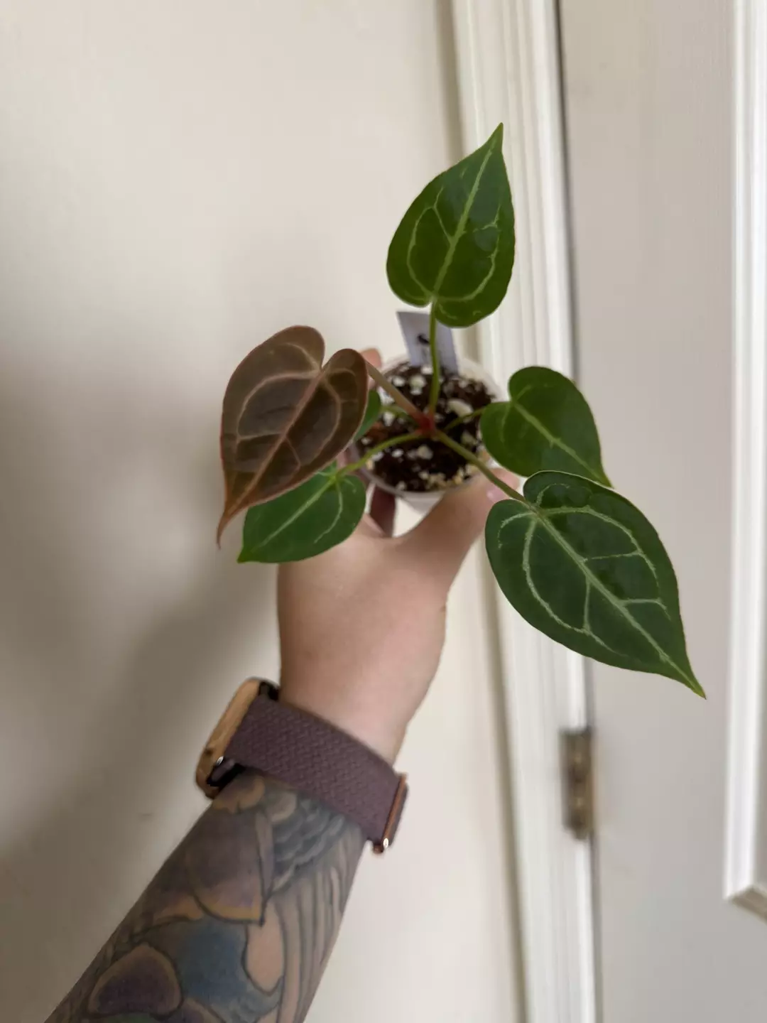 Anthurium (Red Crystal x Caycee) #14 thumbnail