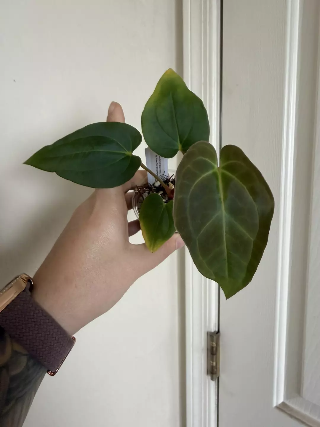 Anthurium Papillilaminum GY x (Bess Aff x dress) #92 thumbnail