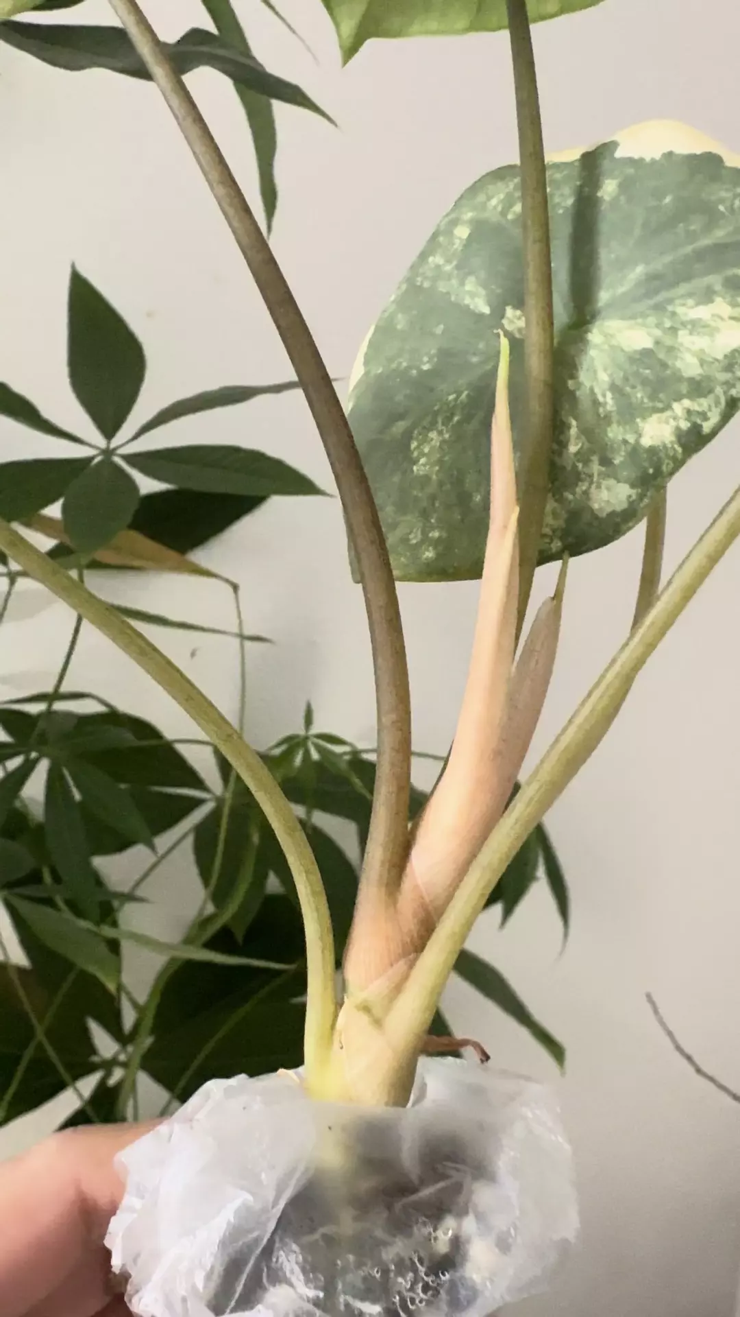 Perakensis Aurea thumbnail