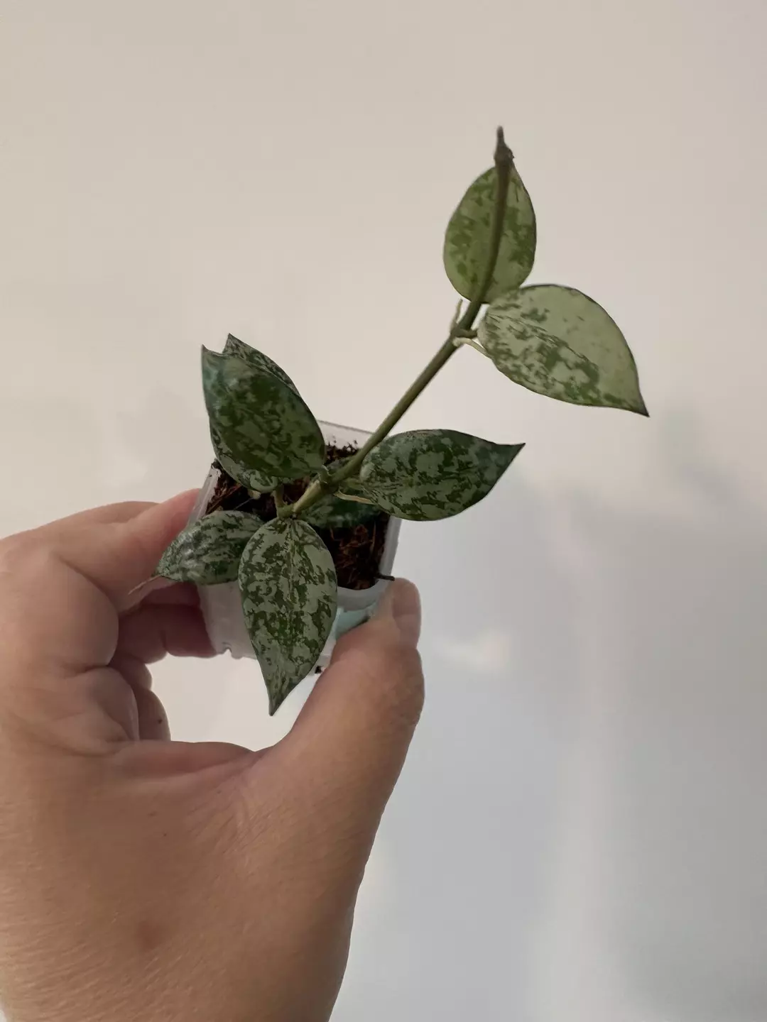 Lacunosa Silver lime thumbnail