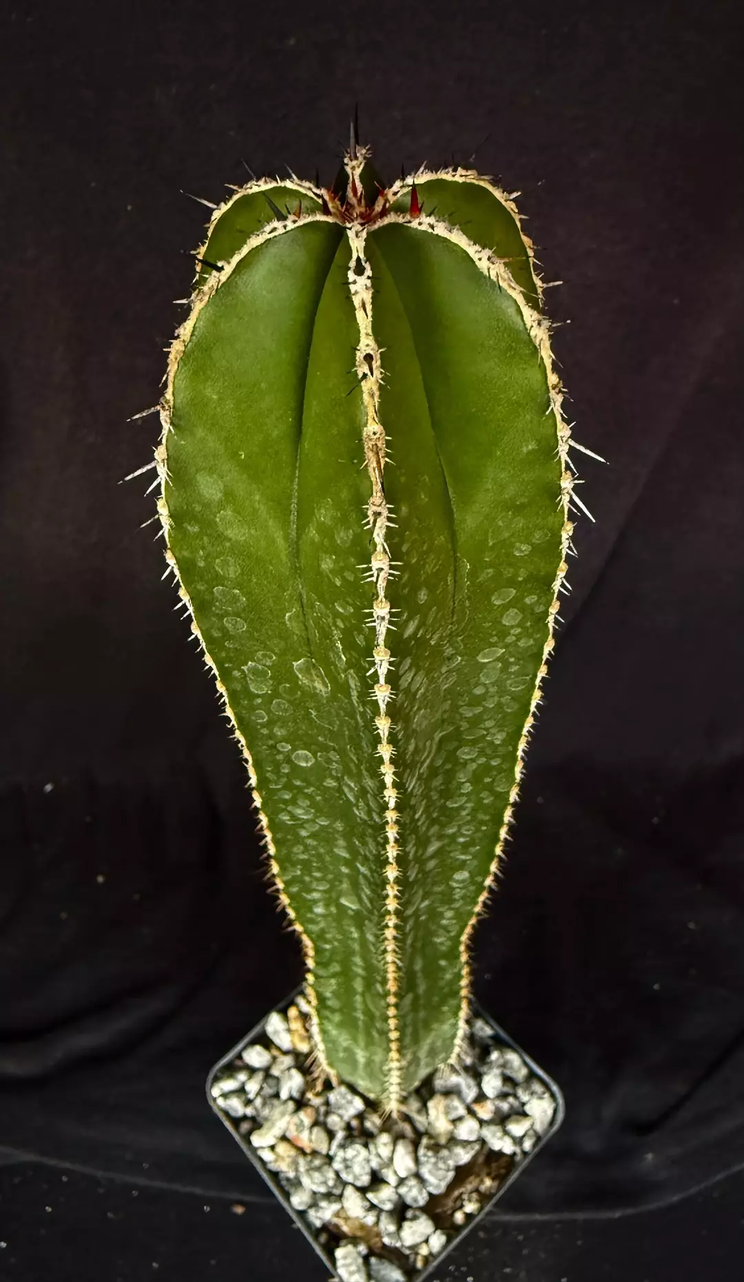 Pachycereus marginatus thumbnail