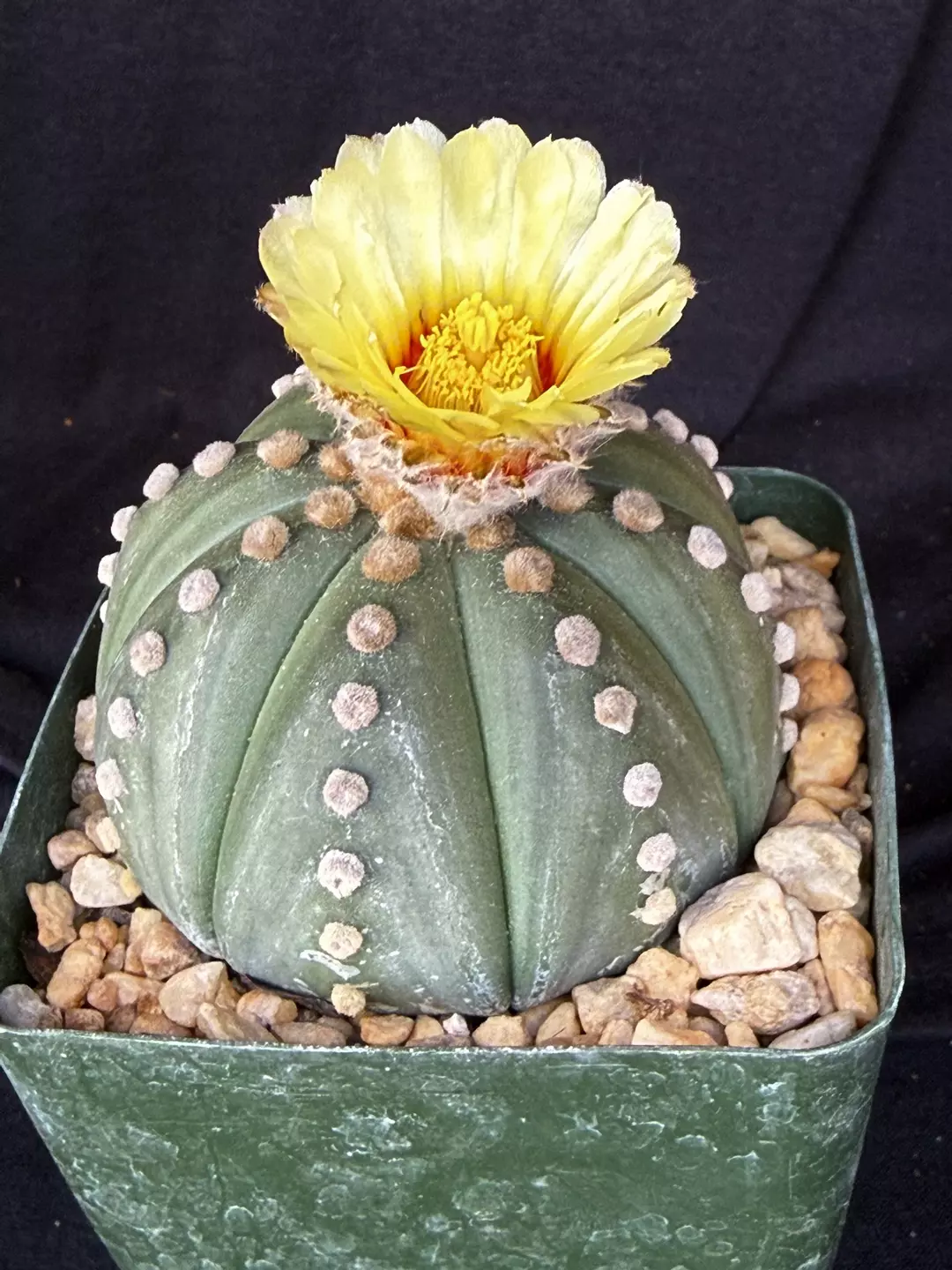 Astrophytum asterias v. nudum thumbnail