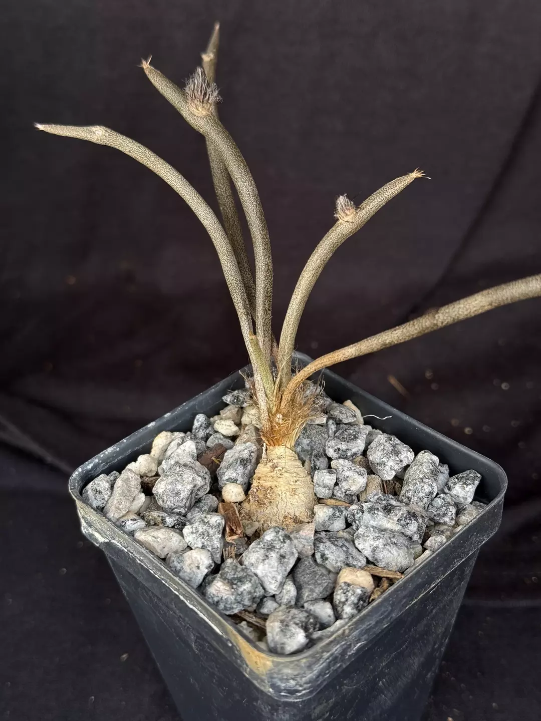 Astrophytum caputmedusae thumbnail