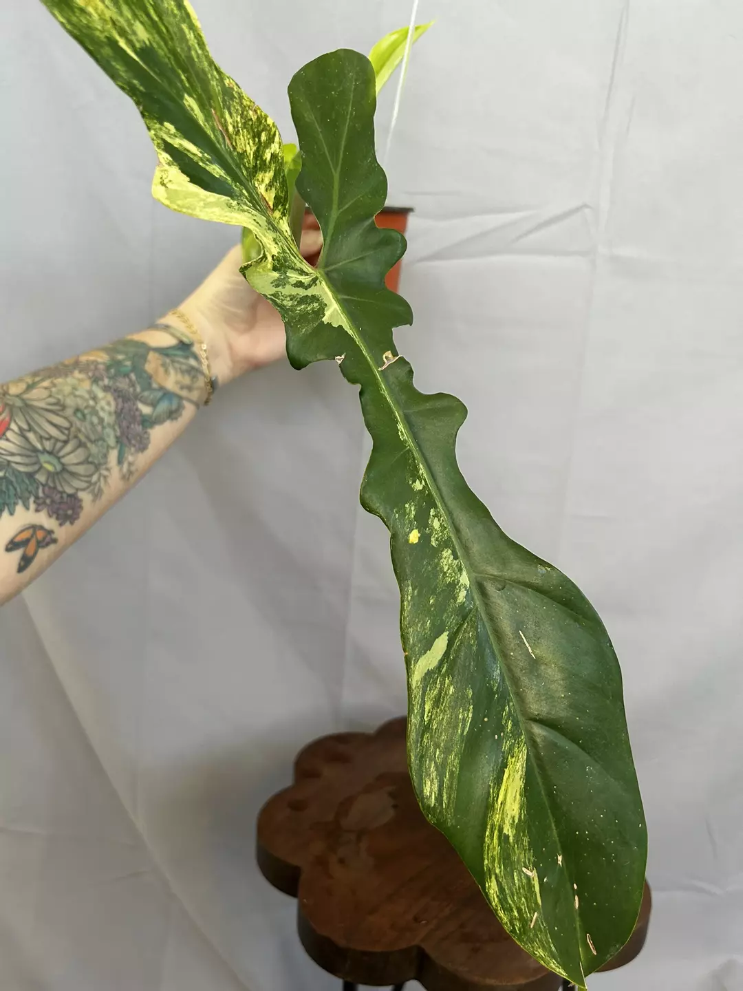 Philodendron Florida Beauty x Bobcee Variegated thumbnail