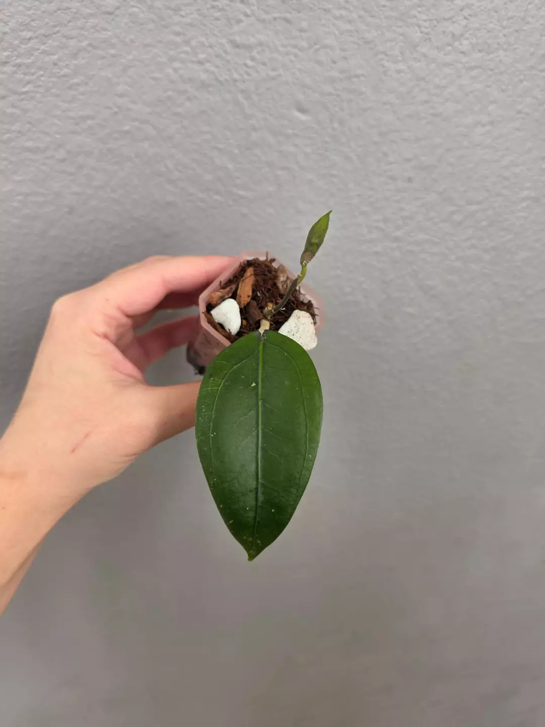 Hoya sp. Aceh 'Gomas' thumbnail
