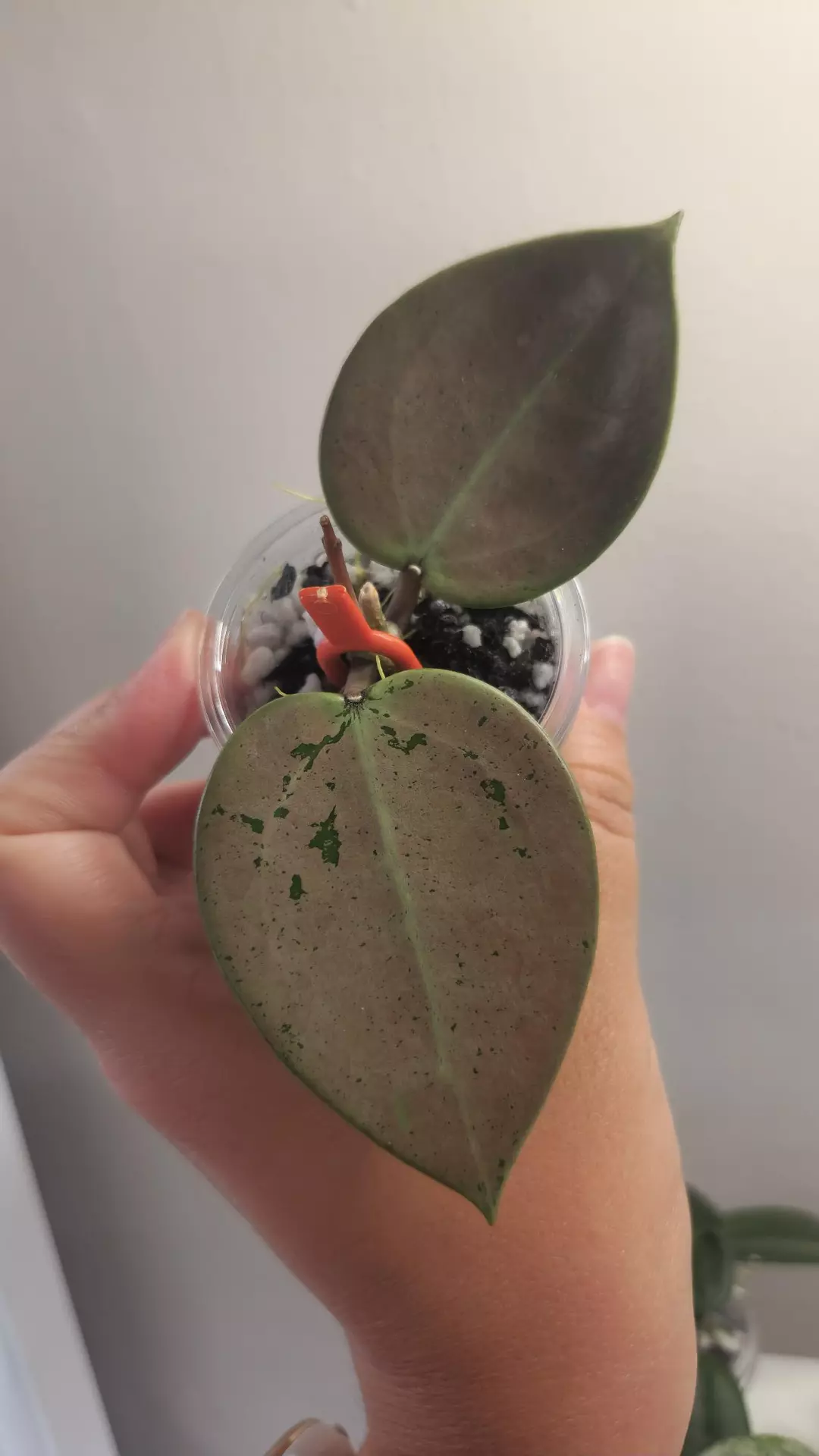 #28 Hoya Verticillata Silver Heart thumbnail