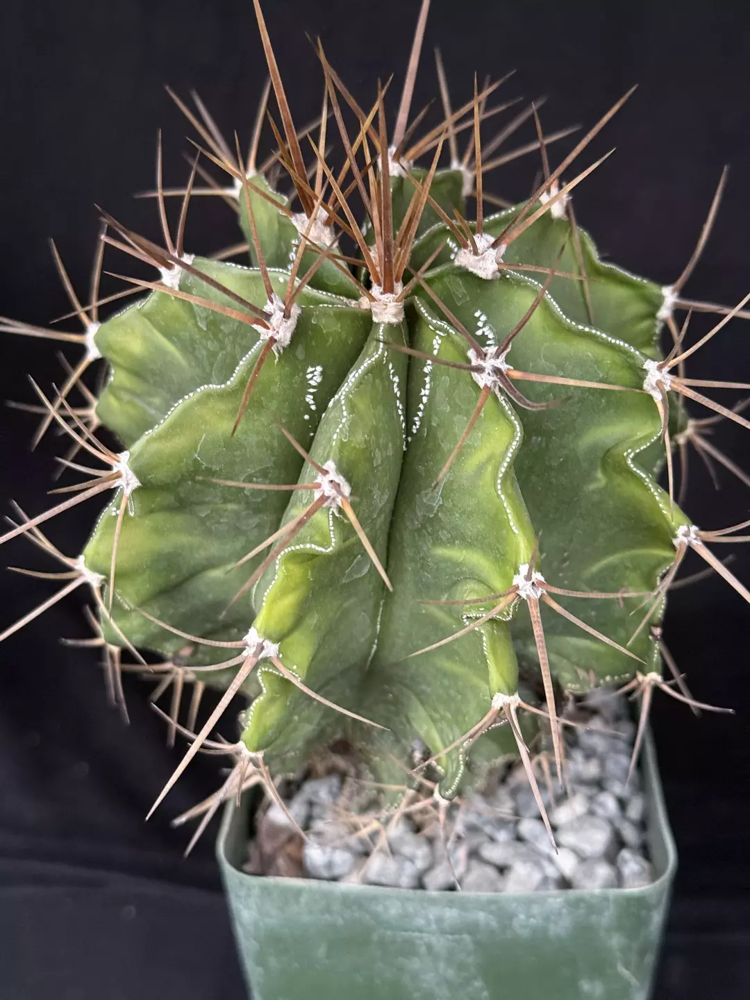 Astrophytum ornatum thumbnail