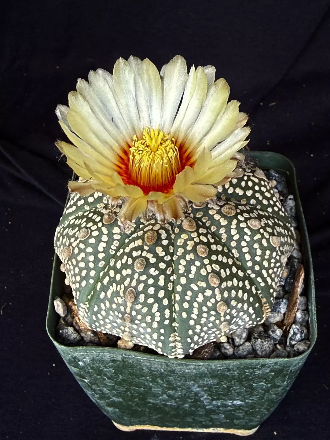 Astrophytum Super Kabuto thumbnail
