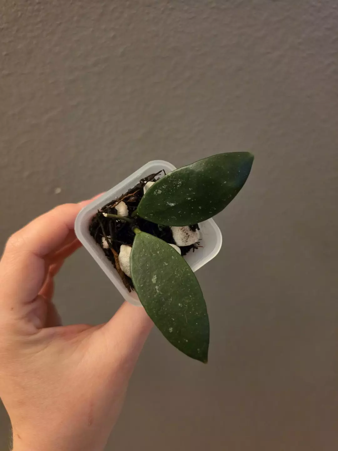 Hoya sp. Miral 235 thumbnail