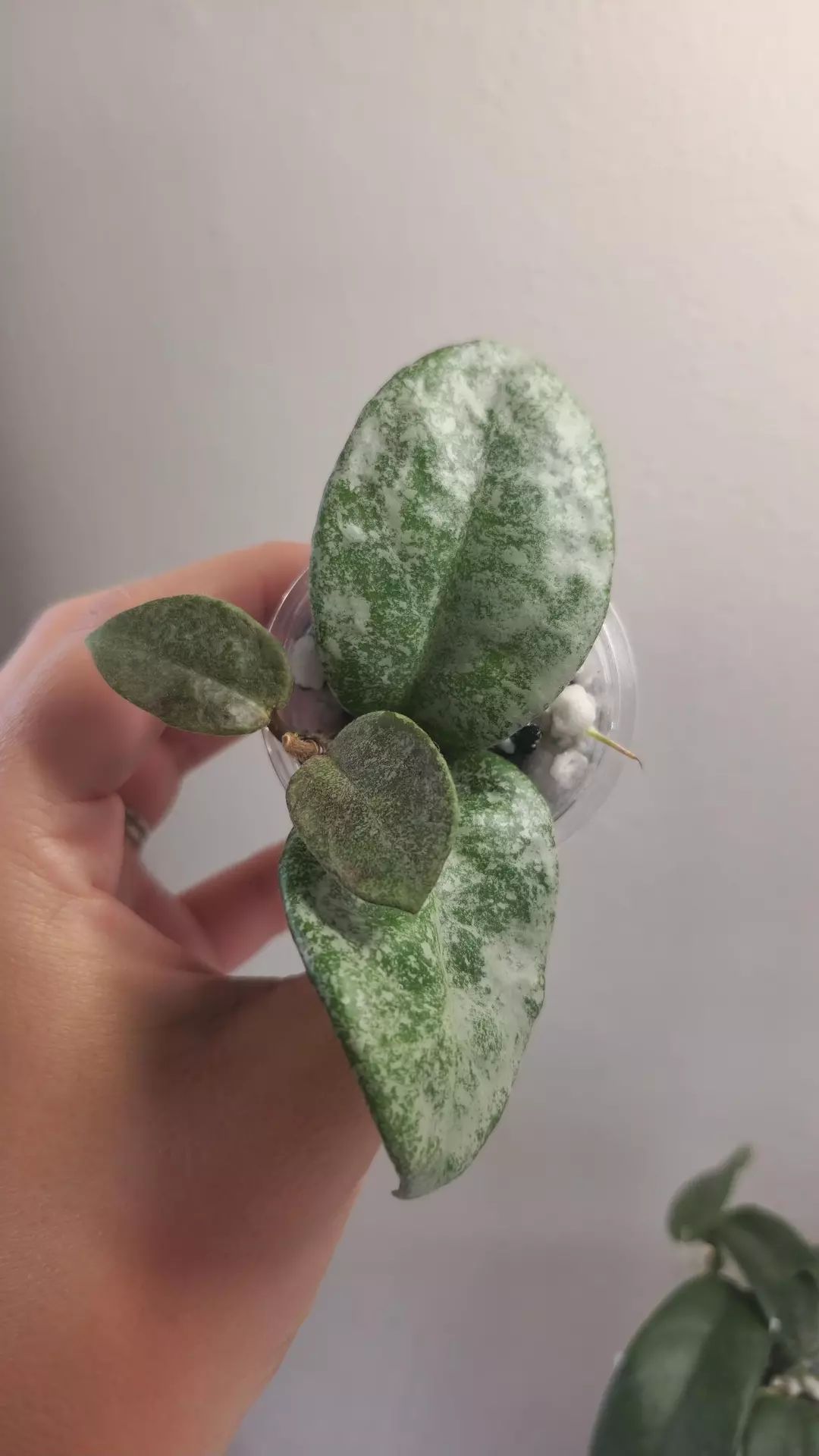 #32 Hoya Nova Ghost thumbnail