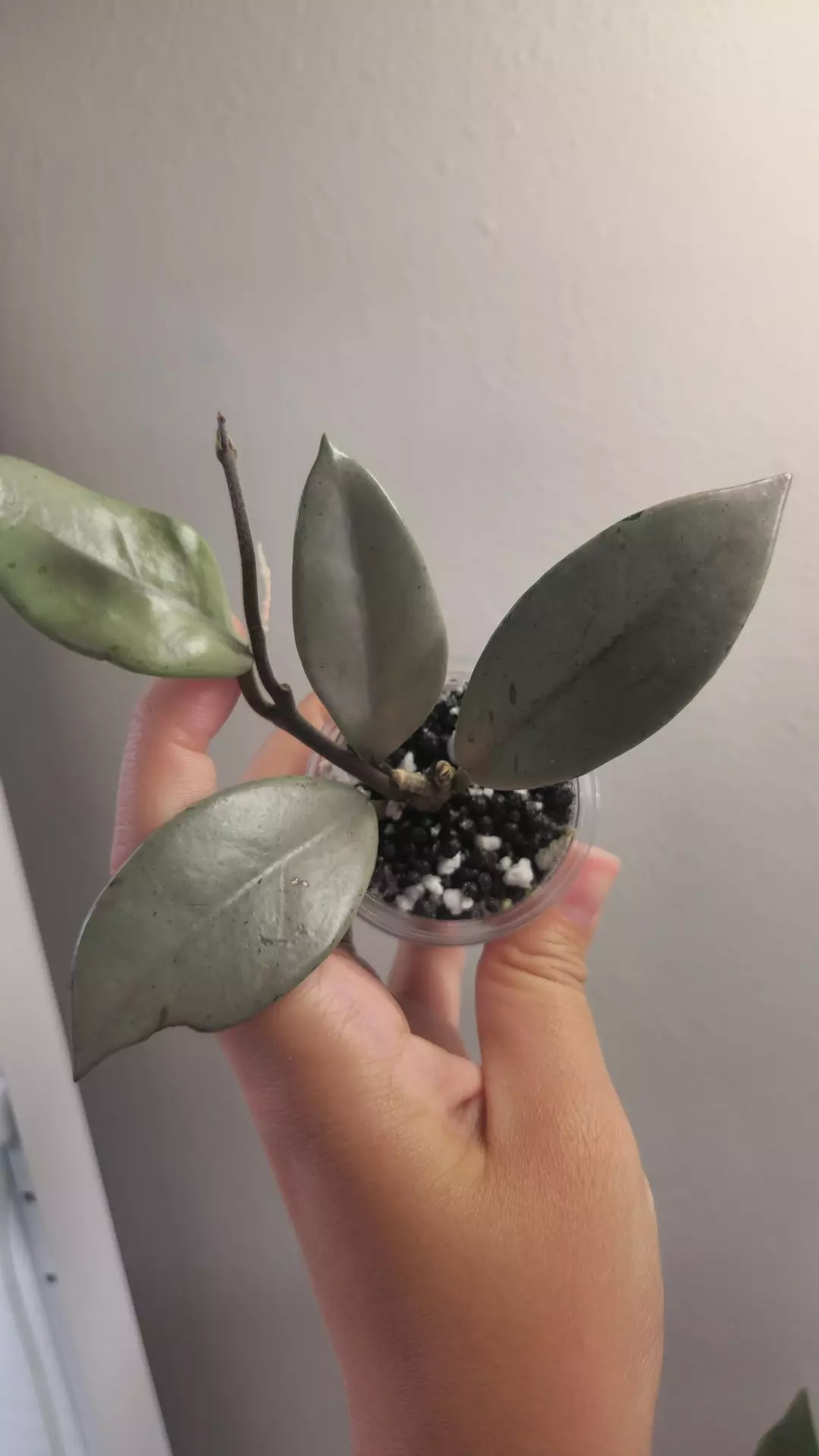 *D* Wilbur Silver Graves thumbnail