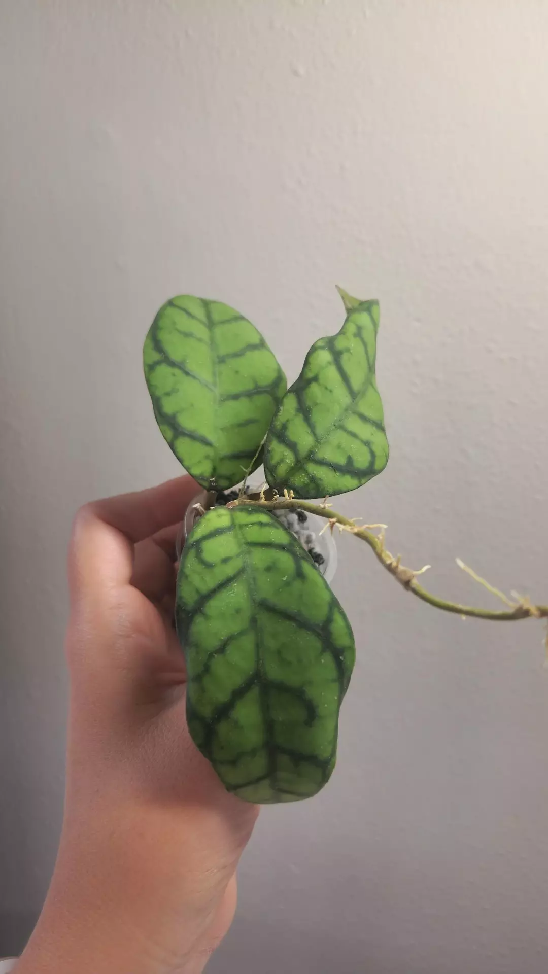 #25 Hoya Callistophylla Black Cat thumbnail