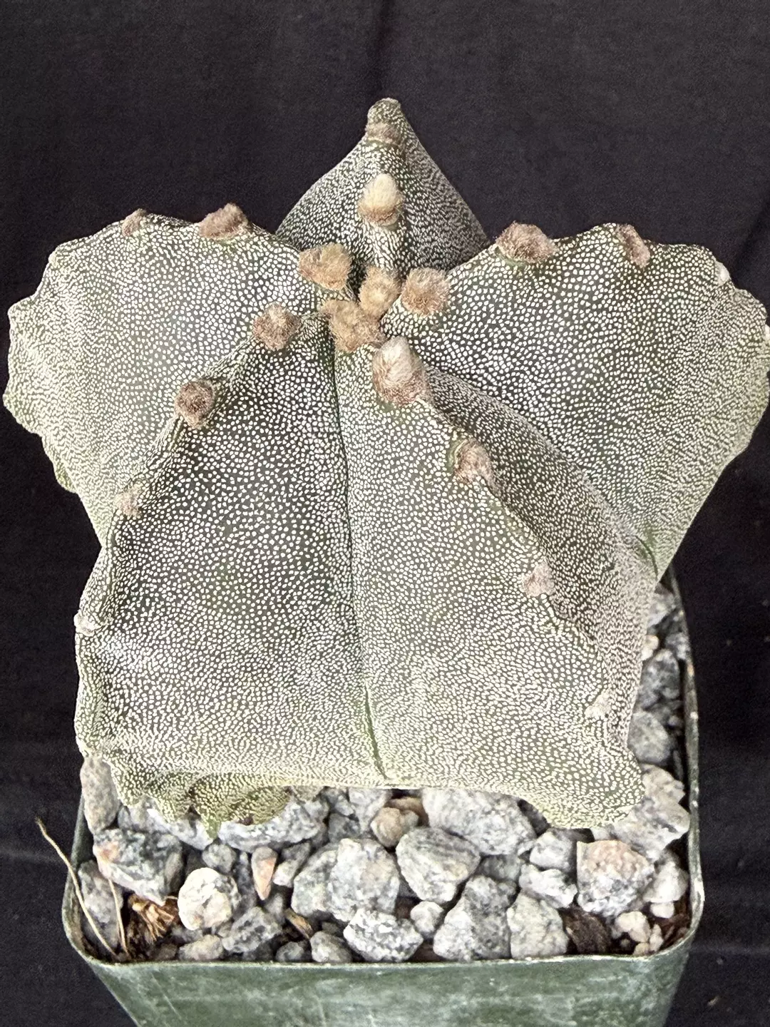Astrophytum myriostigma thumbnail