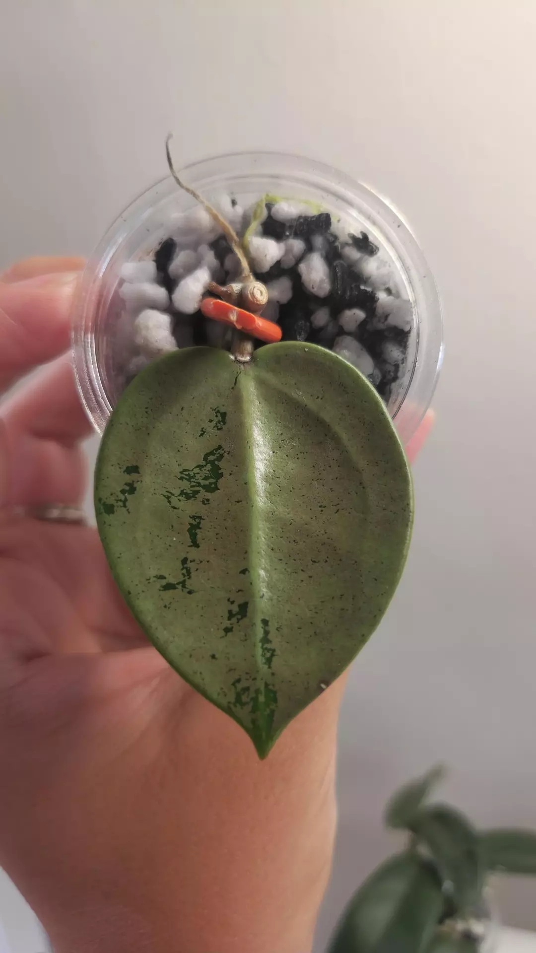 #34 Hoya Verticillata Silver Heart thumbnail