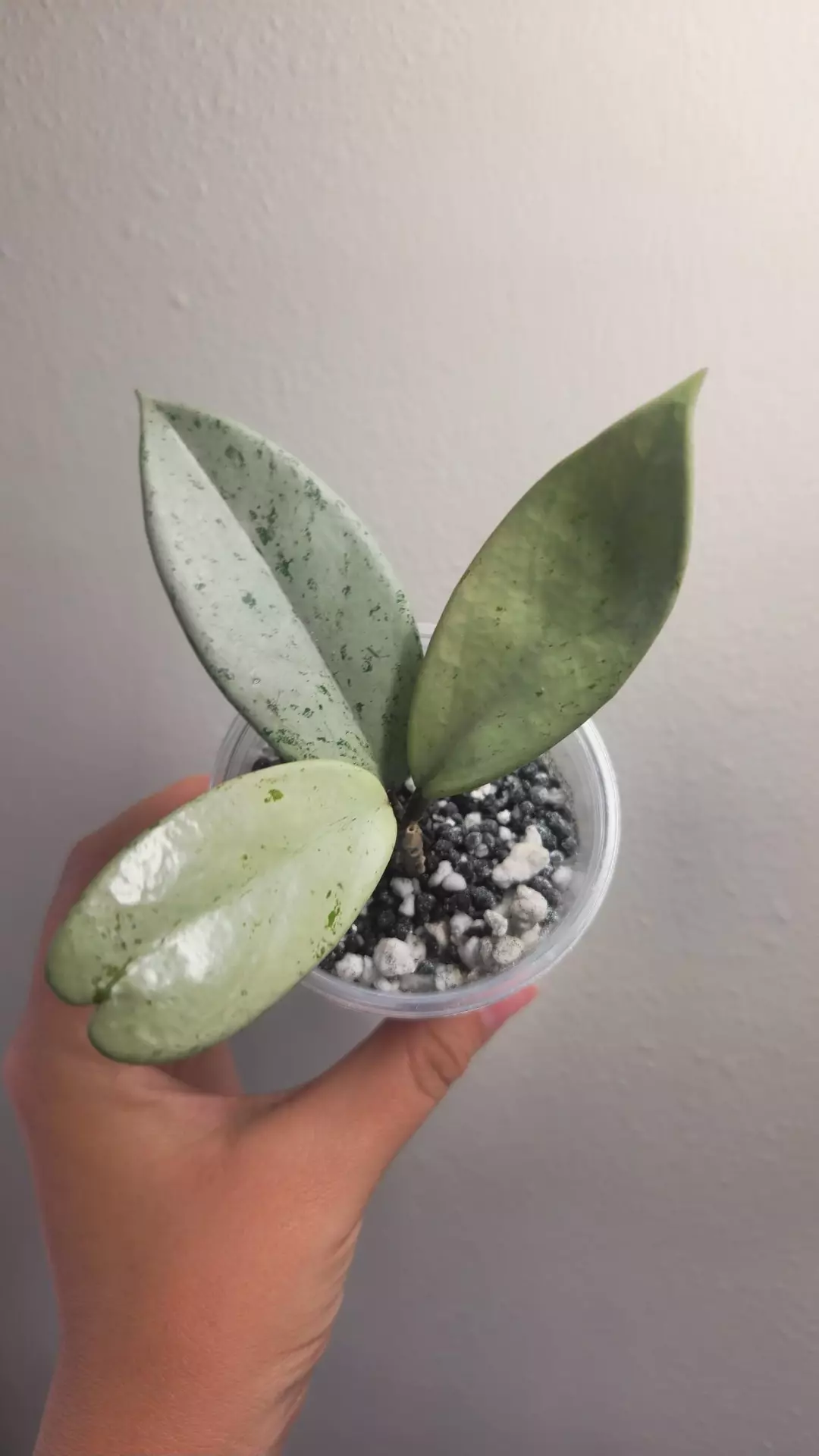 *A* Hoya Pubicalyx Silver thumbnail