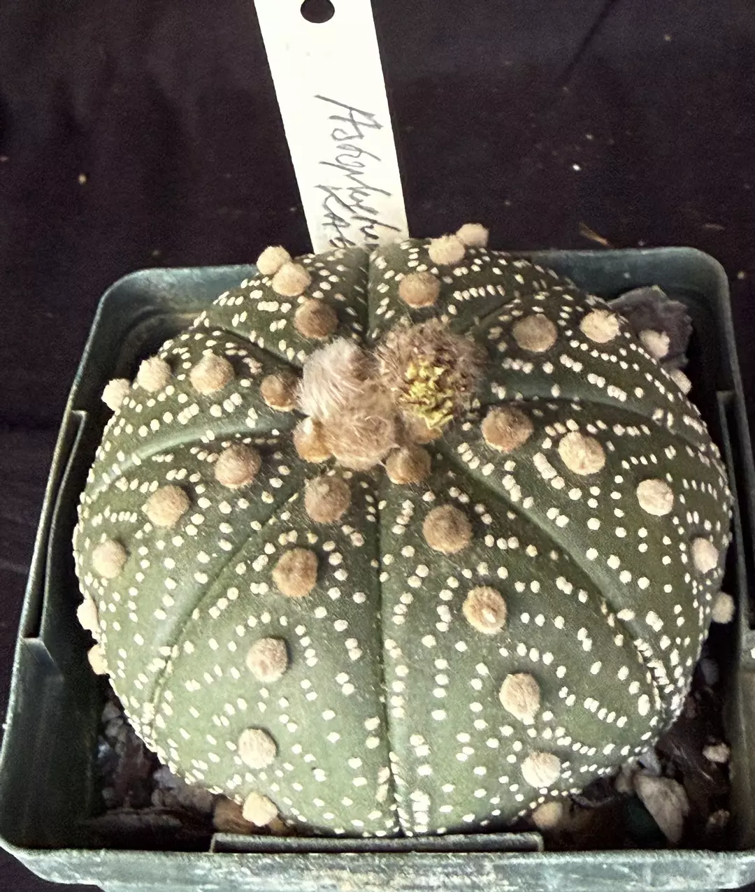 Astrophytum asterias thumbnail
