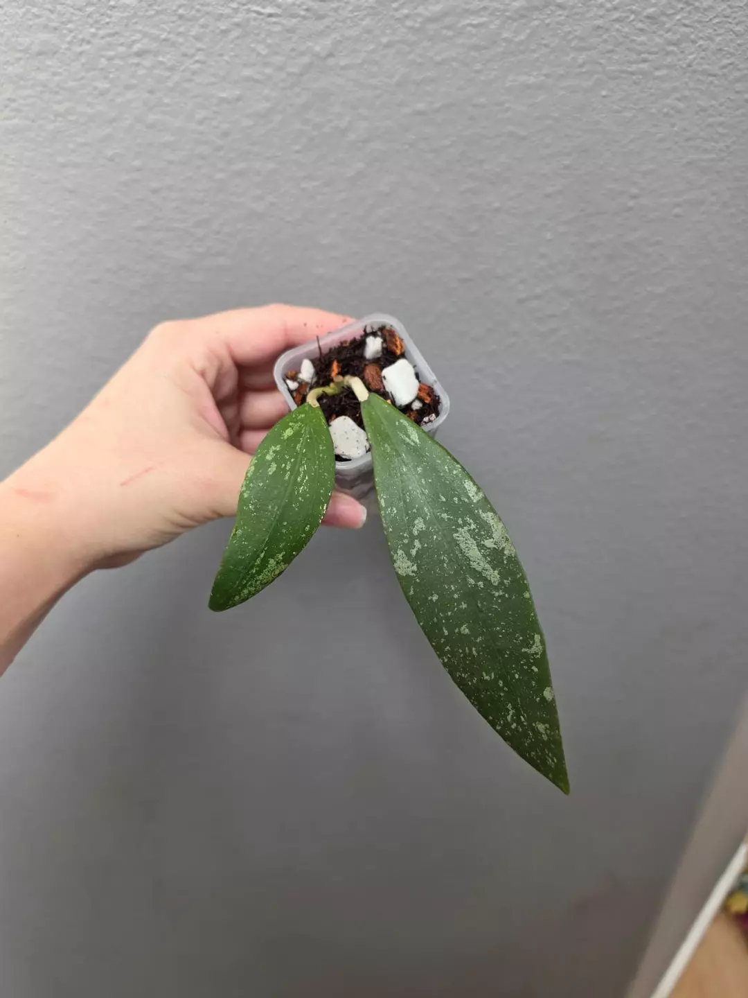 Hoya 'Hugo' thumbnail