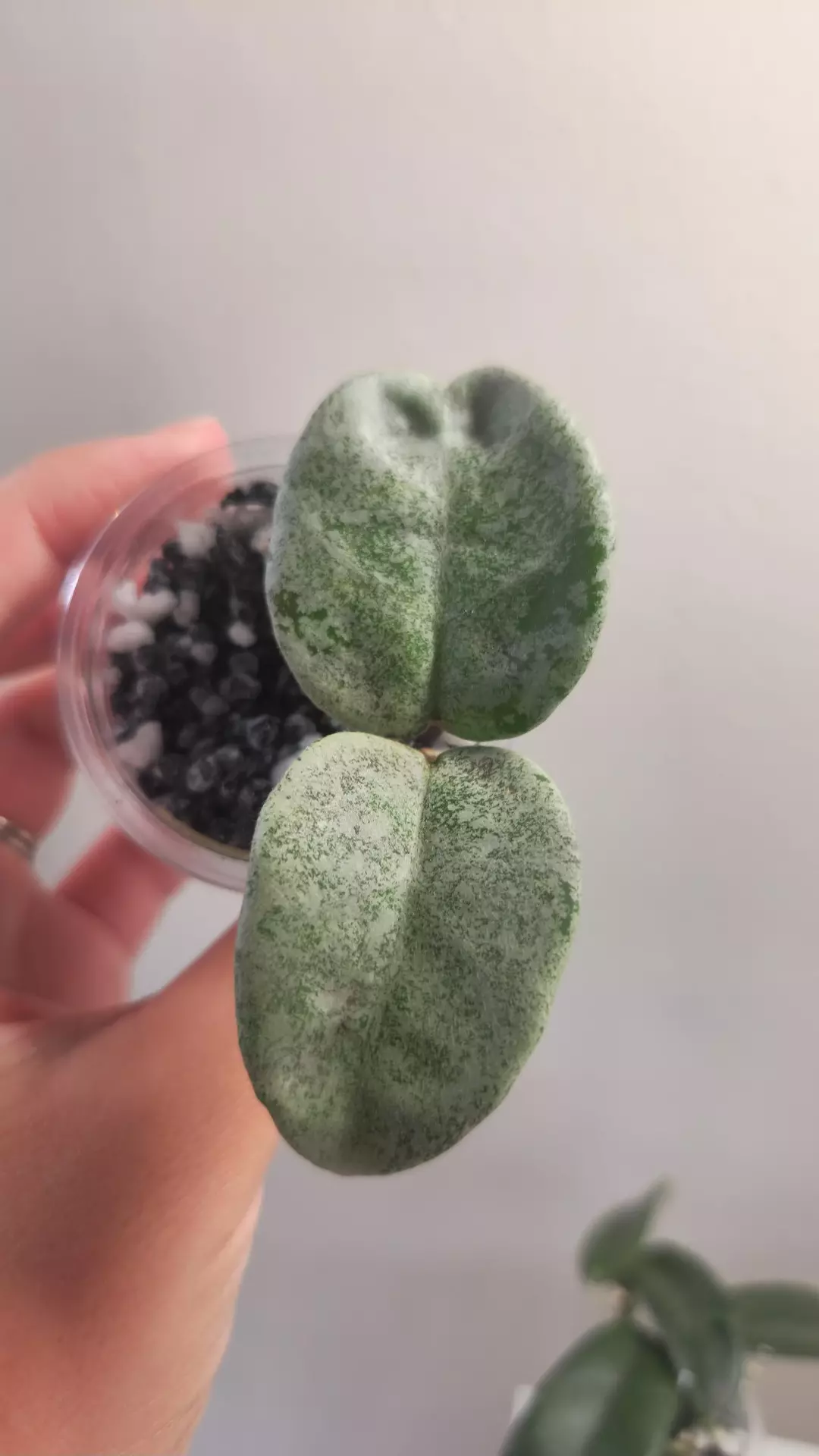 #31 Hoya Nova Ghost thumbnail