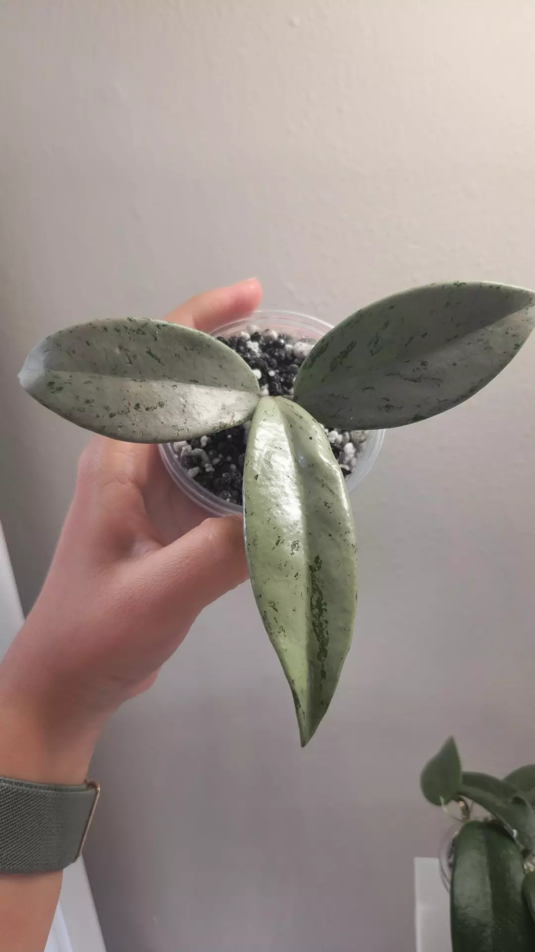 *B* Hoya Pubicalyx Silver thumbnail