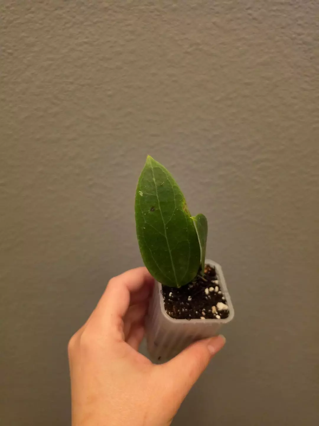 Hoya 'Garnet Star' thumbnail