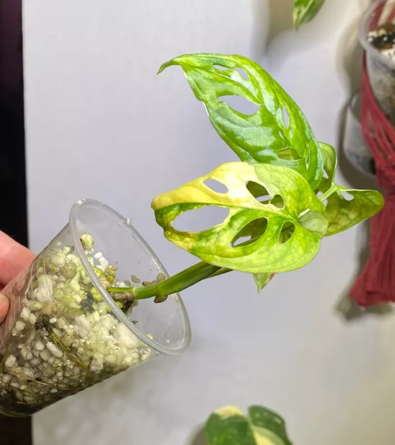 Monstera aurea Adansonii  thumbnail