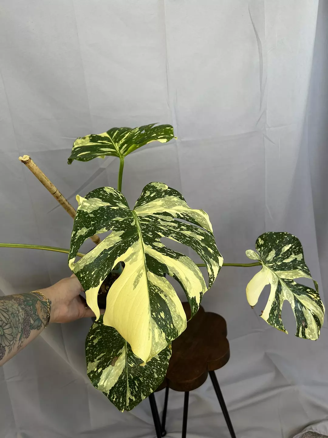 Monstera Deliciosa High Color Mutated Thai Con thumbnail