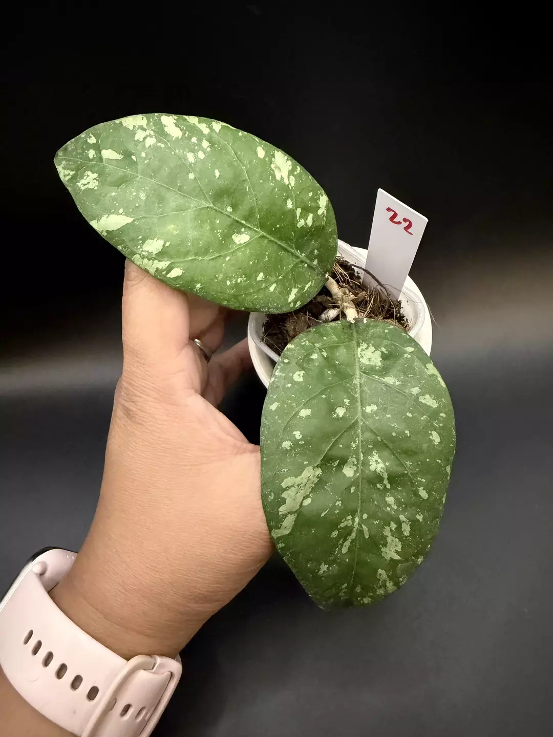 🔥NEW Hoya Aceh Gunung Kapi w/ growth point #22 thumbnail