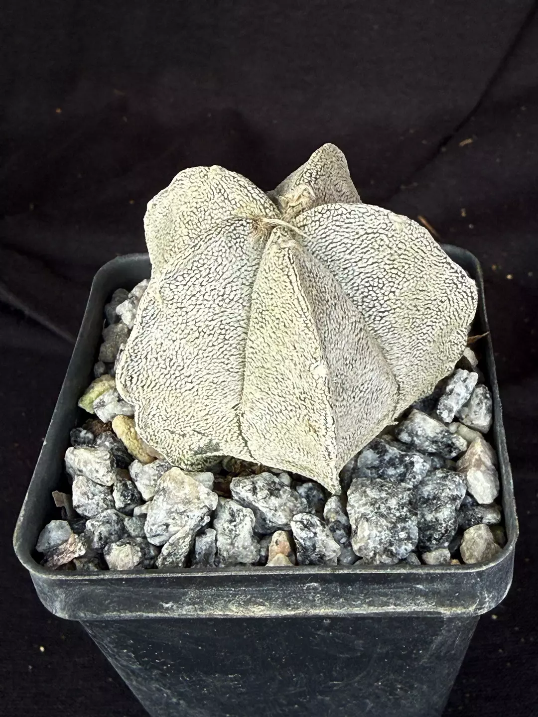 Astrophytum coahuilense thumbnail