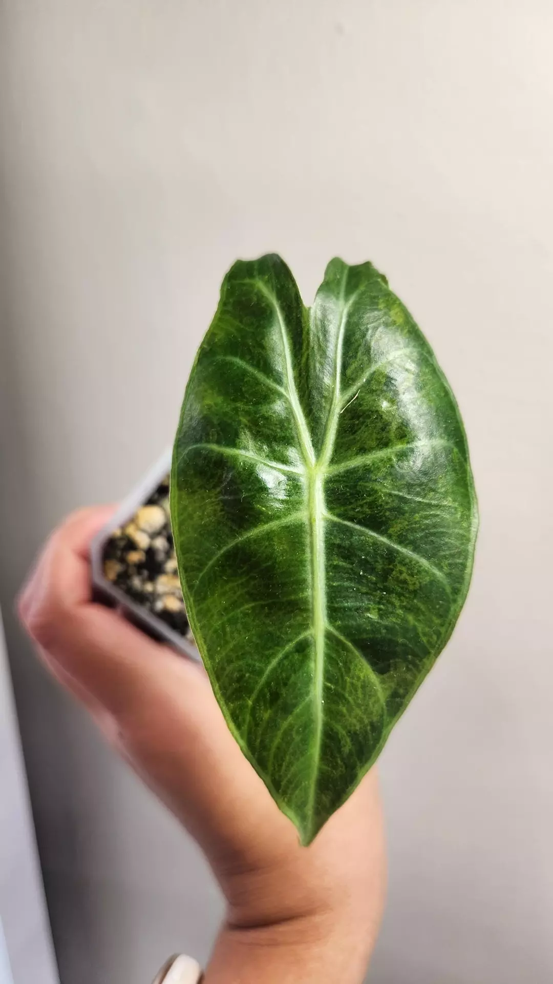 Alovasia Pink Dragon Albo 3" pot thumbnail