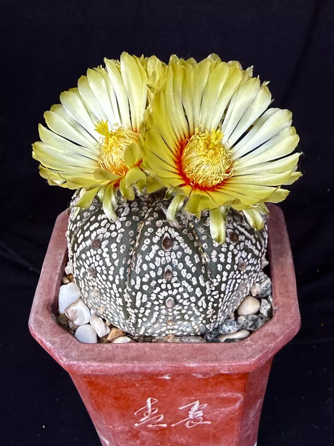 Astrophytum Super Kabuto thumbnail