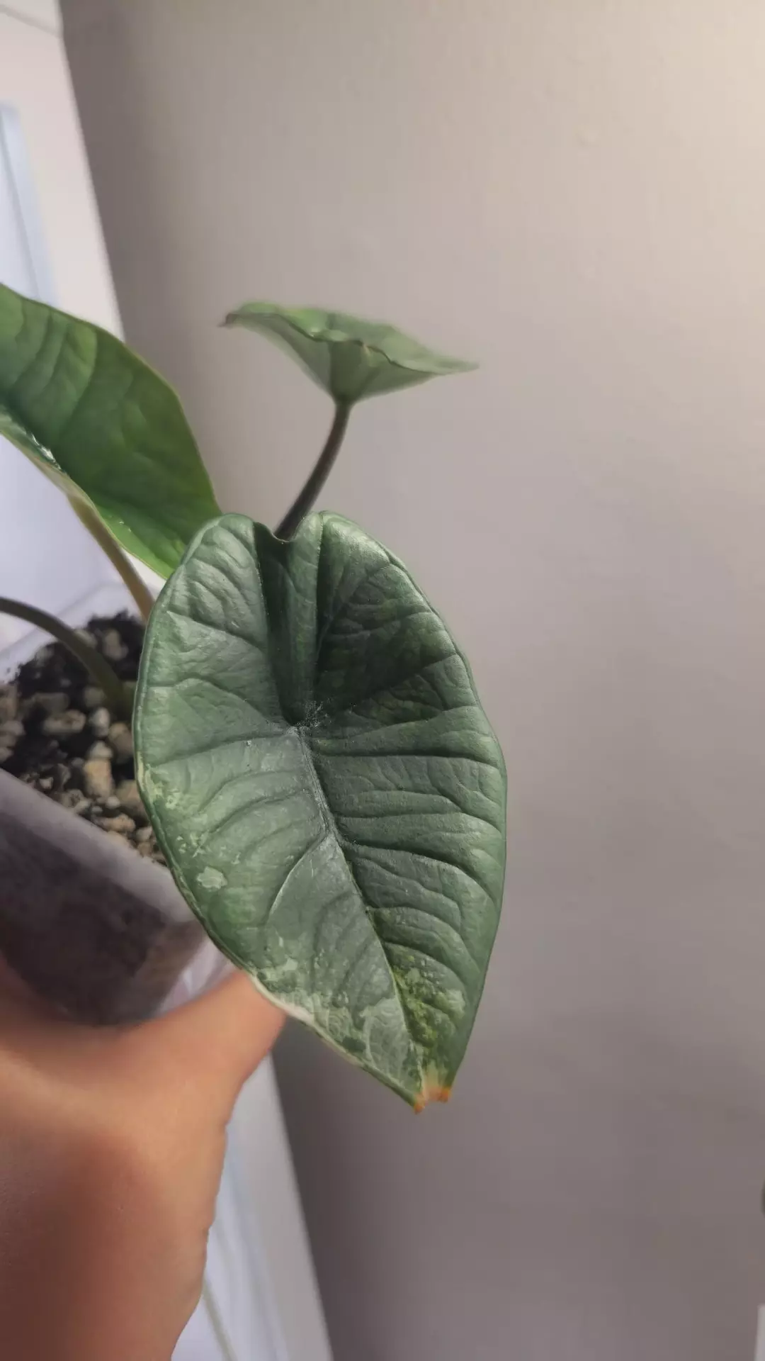 #20 Alocasia Bisma Albo thumbnail