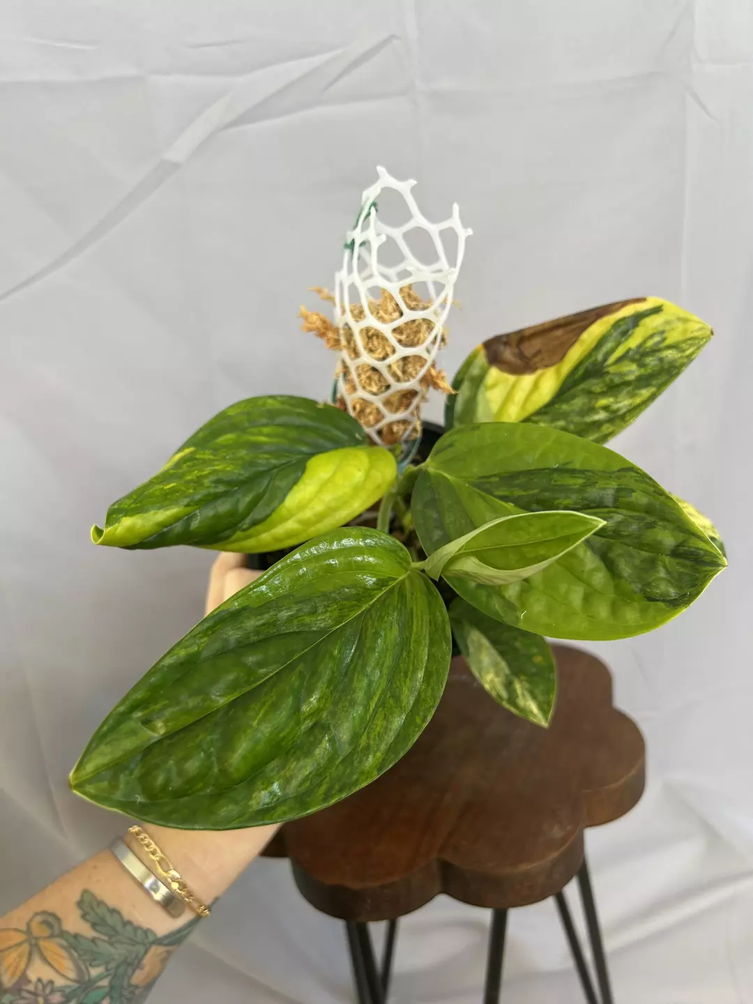 Monstera Peru Variegated on moss pole thumbnail