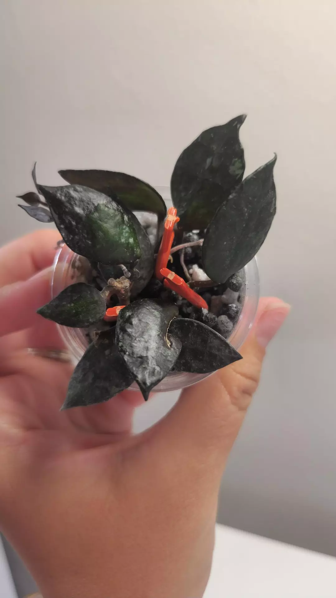 #35 Hoya Lacunosa Black Coin thumbnail