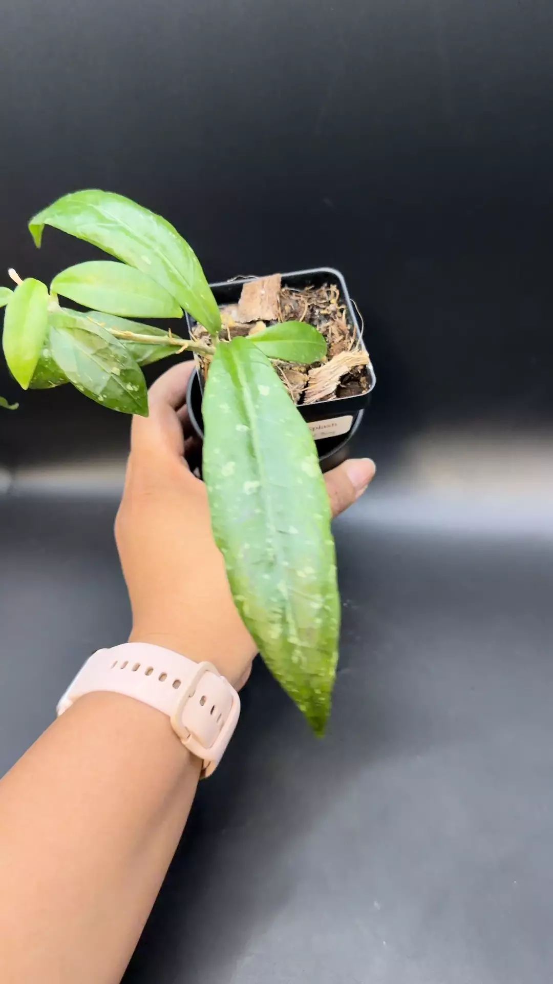 Hoya Aceh Splash (grown from stick) thumbnail