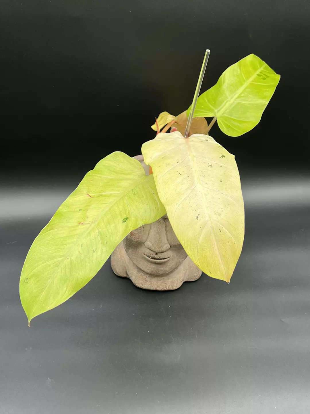 Philodendron whipple way thumbnail