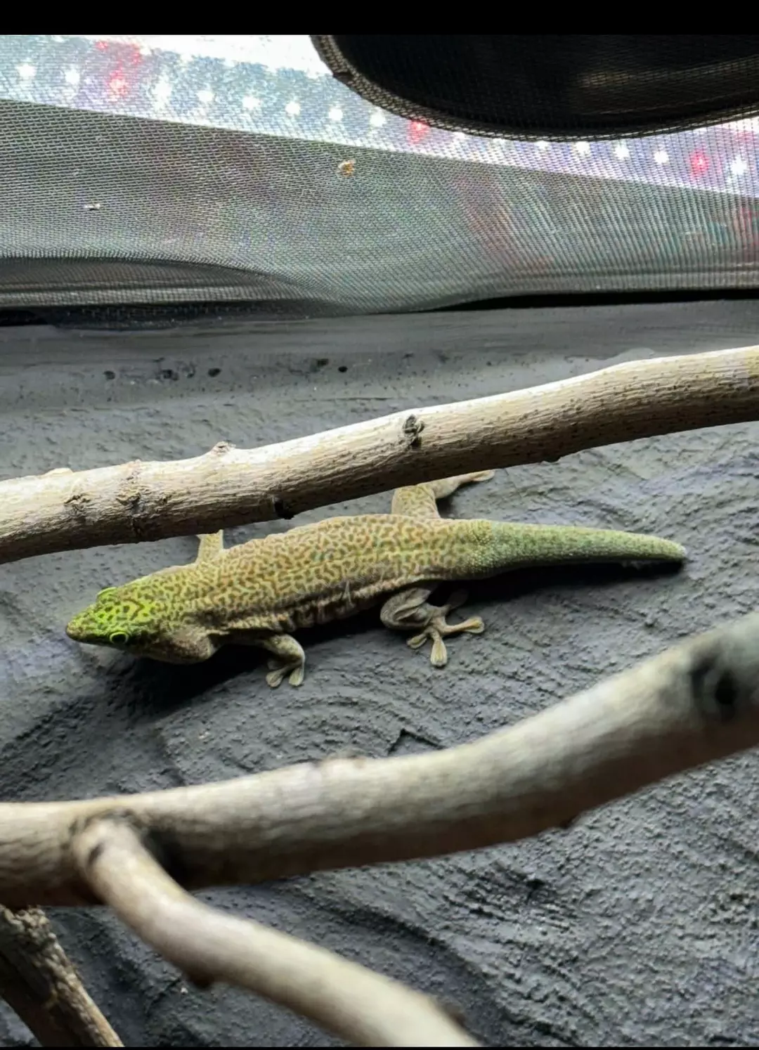 Female Standing Day Gecko thumbnail