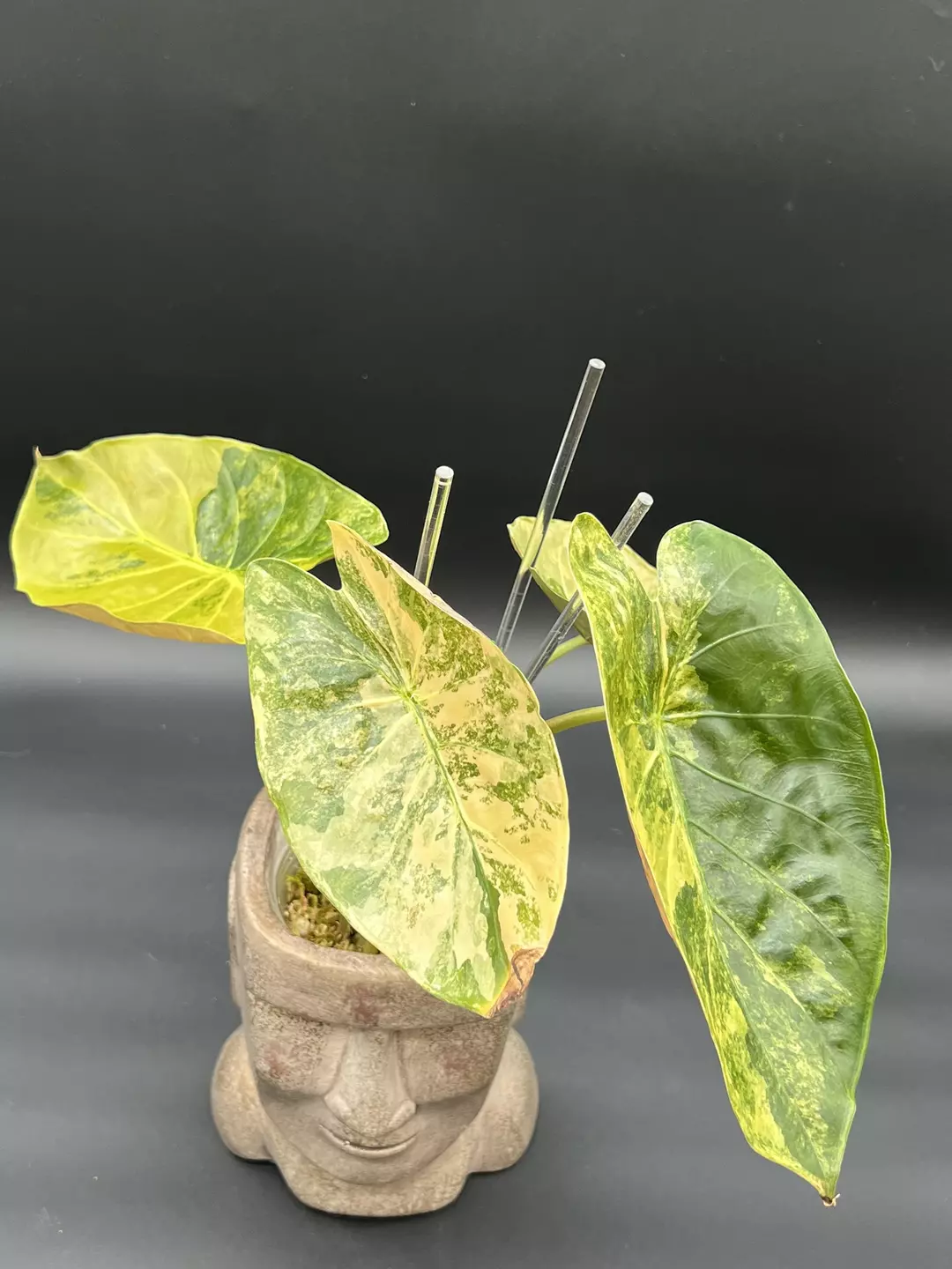 Alocasia wentii Aurea thumbnail