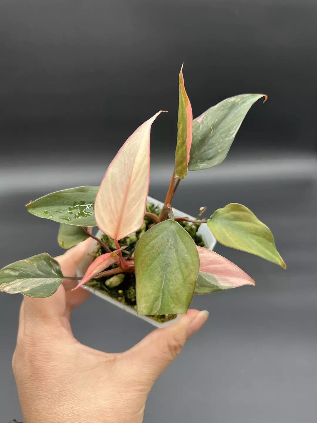 Homalomena pink Diamond starter thumbnail