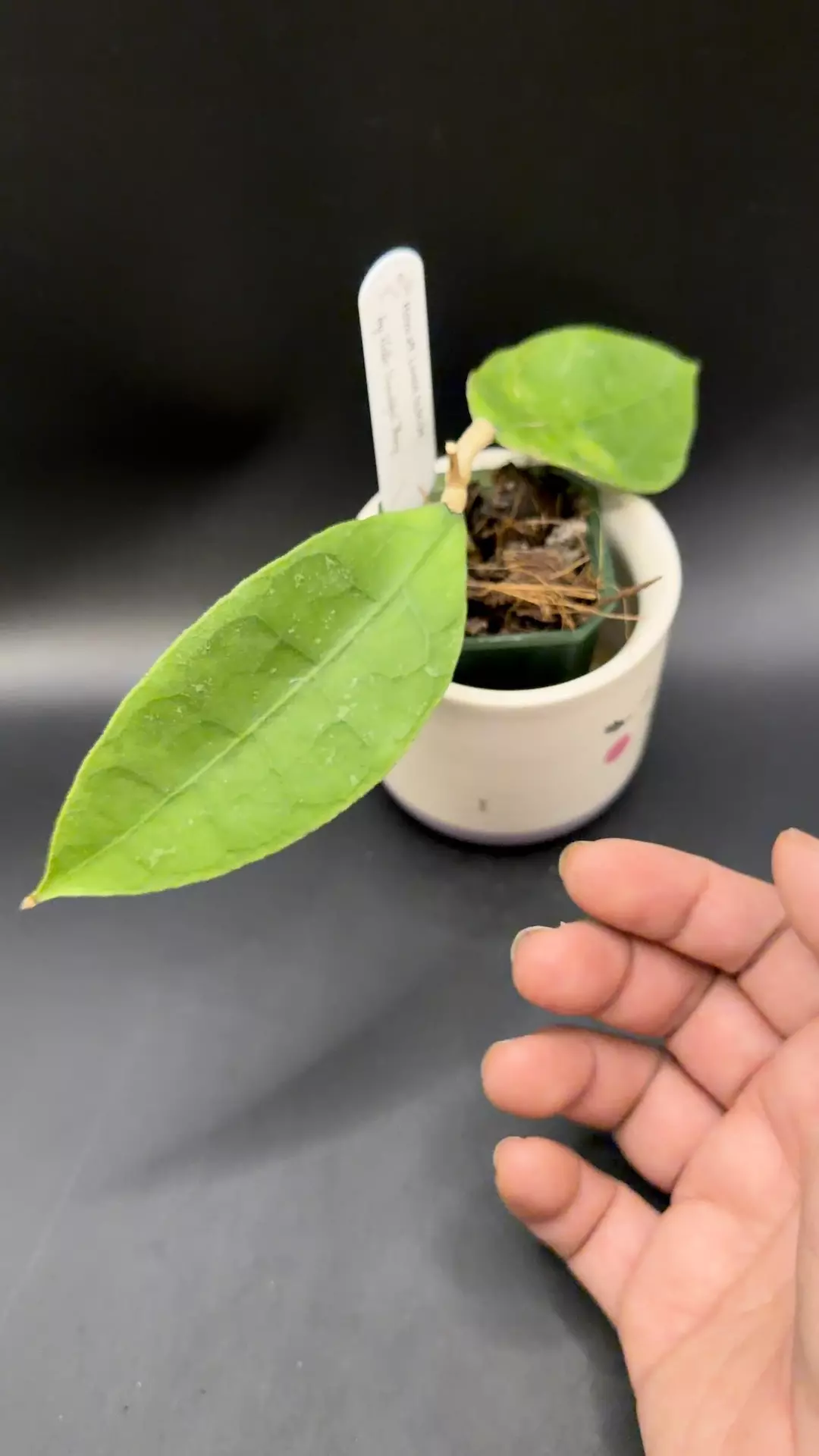 Hoya aff. Lambii SLM04 (sandpaper textured) thumbnail