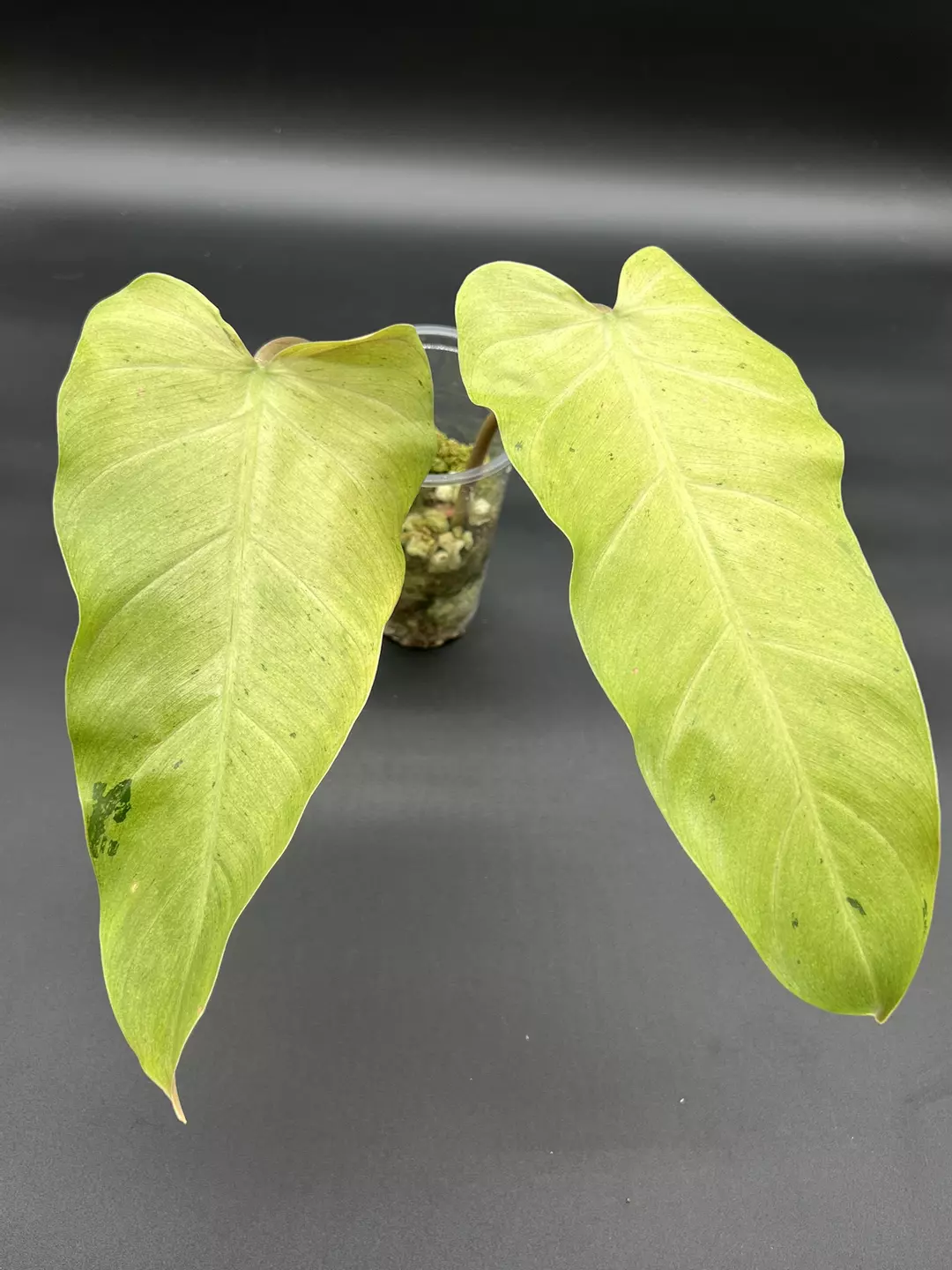 Philodendron whipple way - mid cutting rooted thumbnail