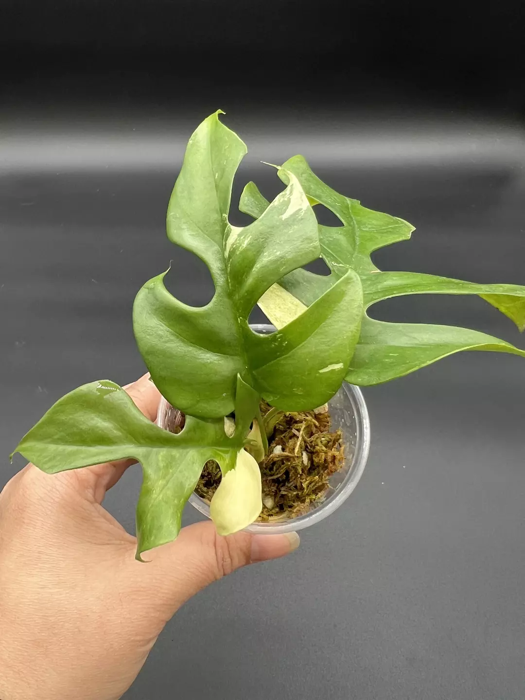 Tetrasperma Albo mid cut - rooted thumbnail