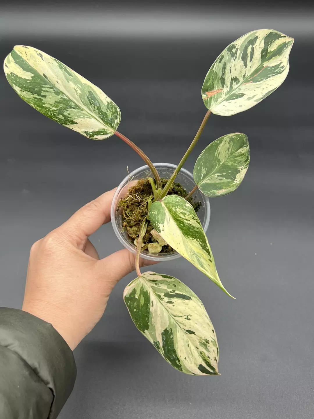Philodendron emerald queen thumbnail