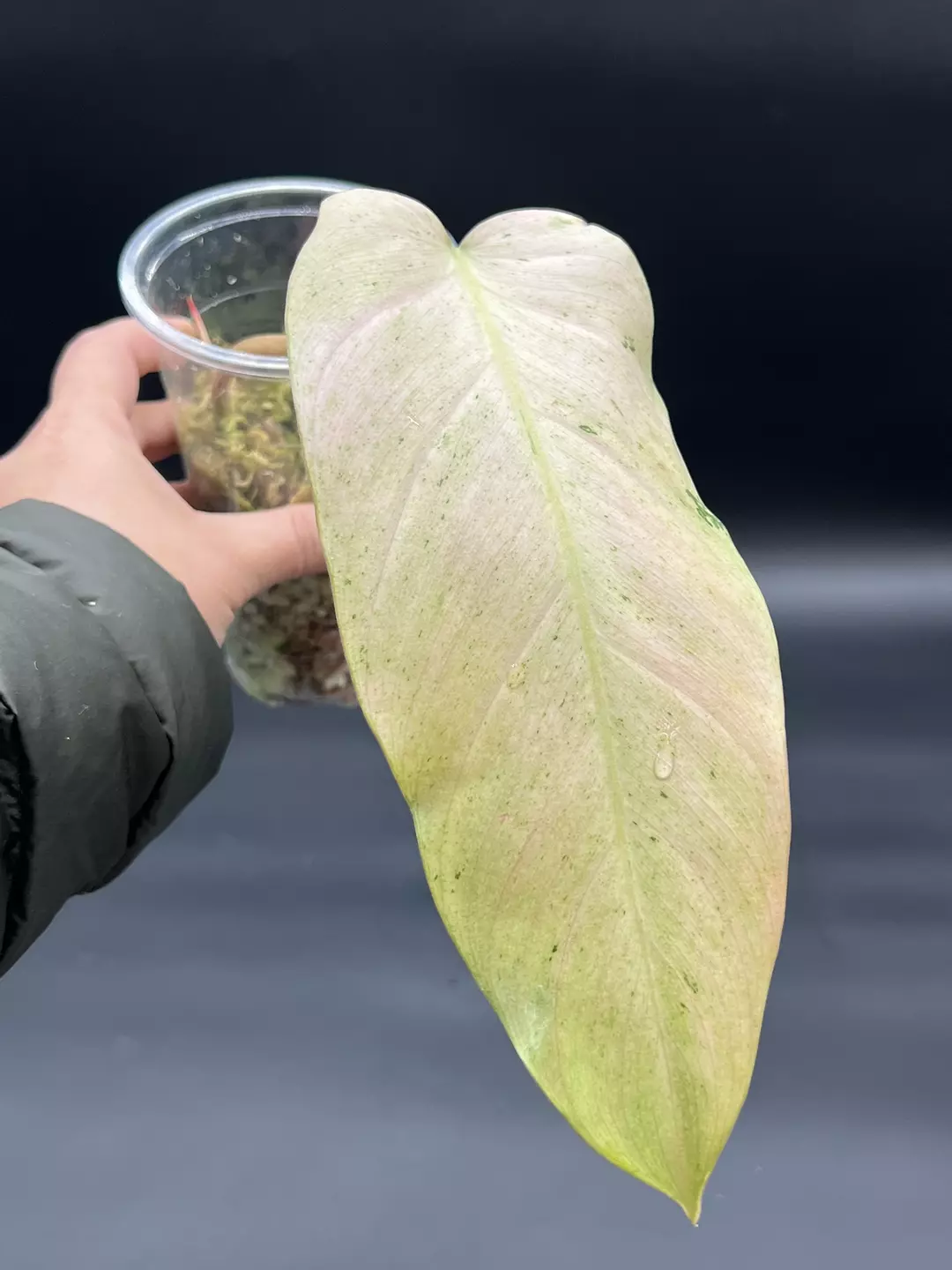 Philodendron whipple way - mid cutting rooted thumbnail