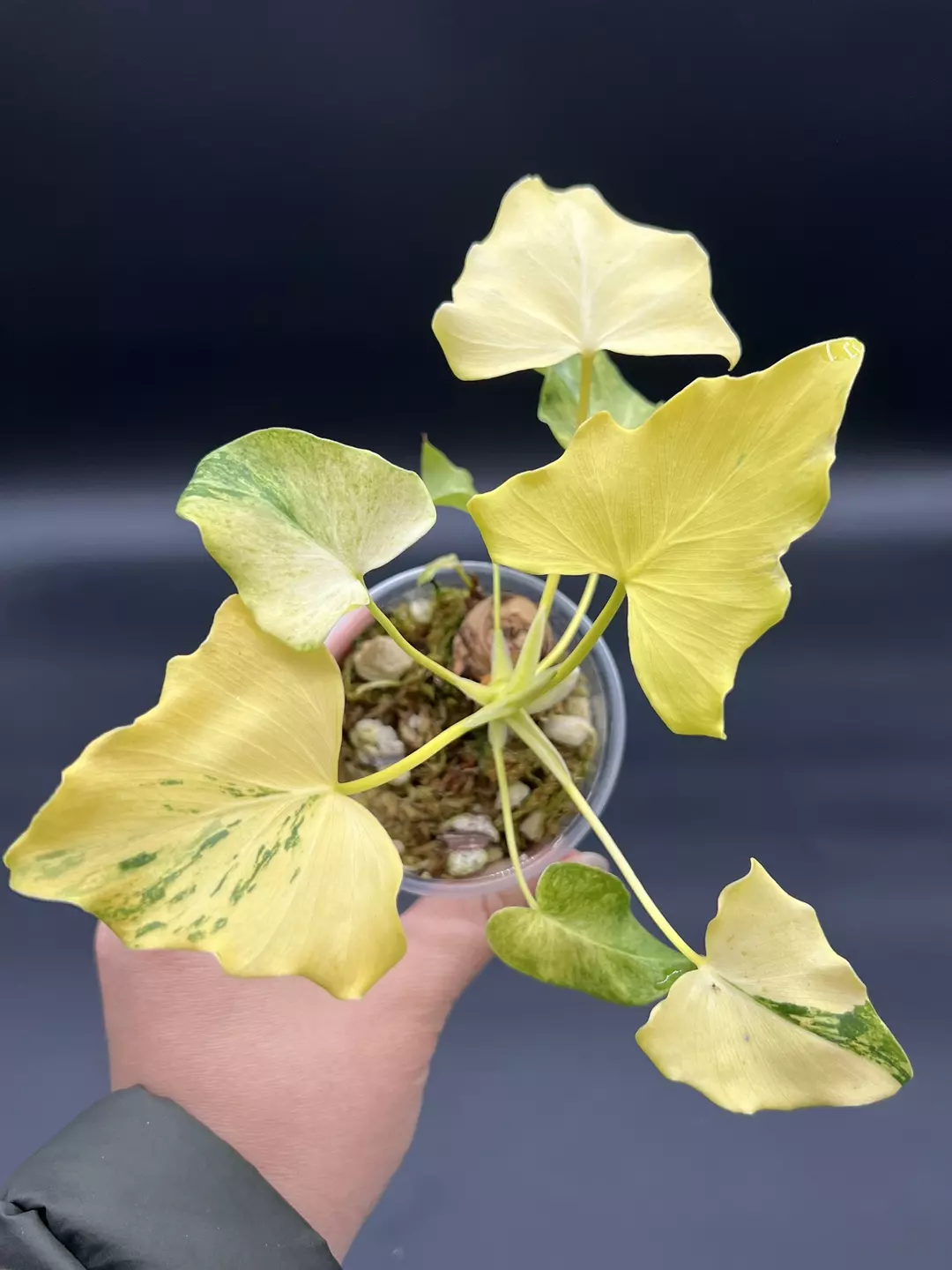 Variegated Selloum/ Fire dragon/Nogo geni thumbnail