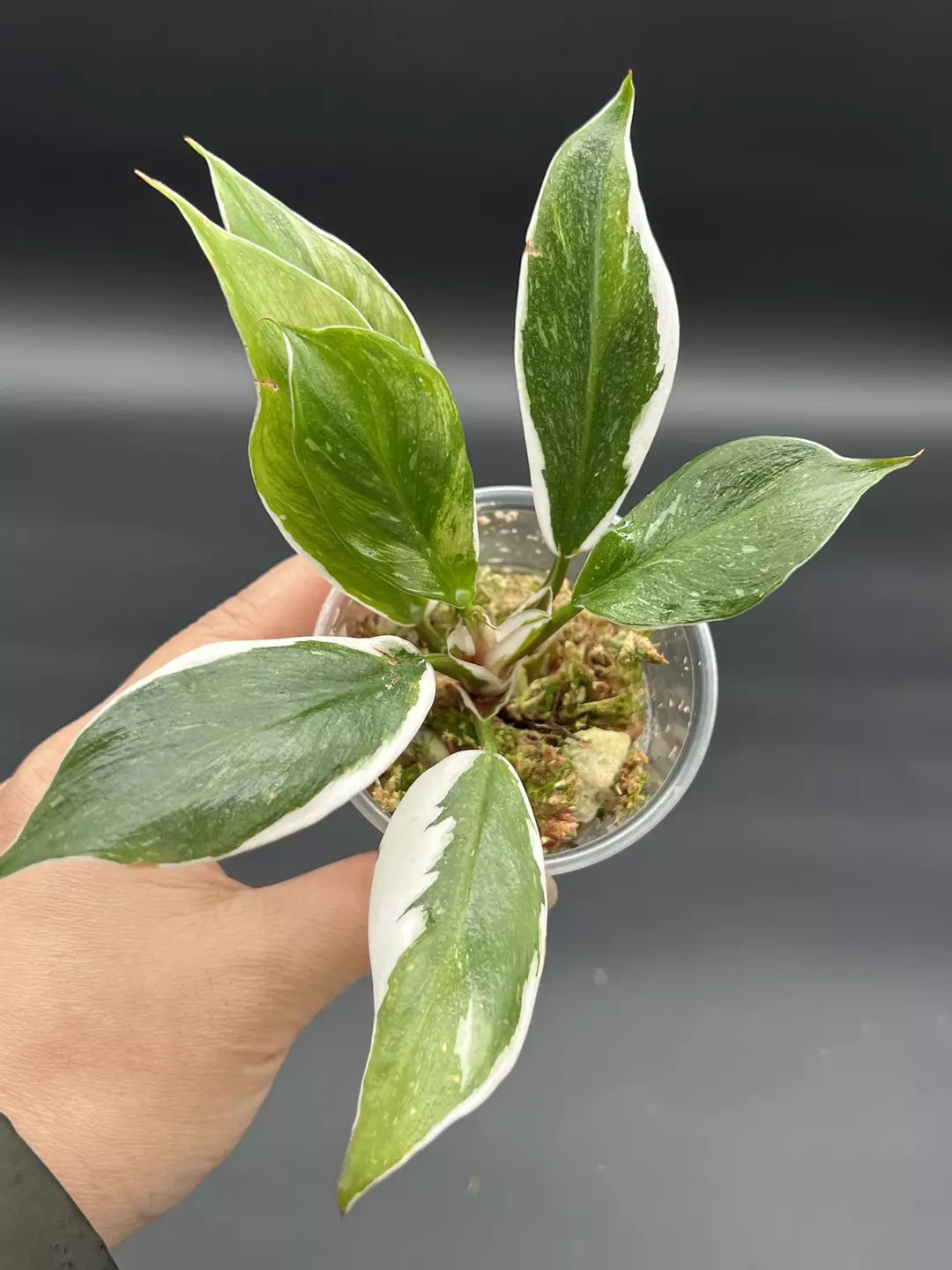 Philodendron white knight mutations thumbnail