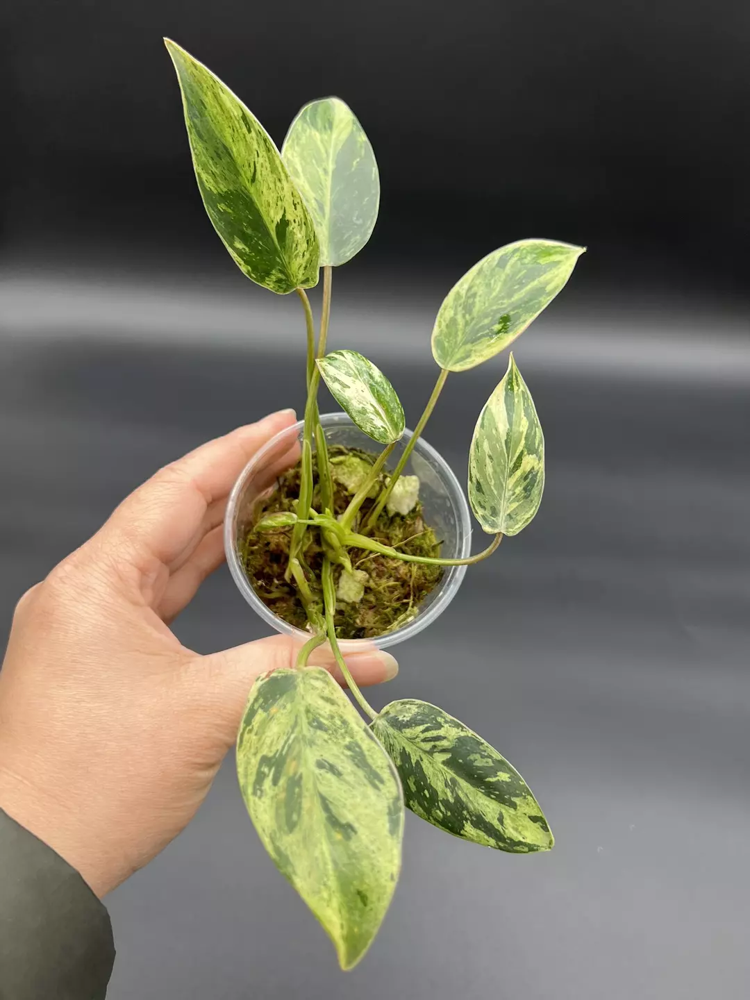 Philodendron emerald queen thumbnail